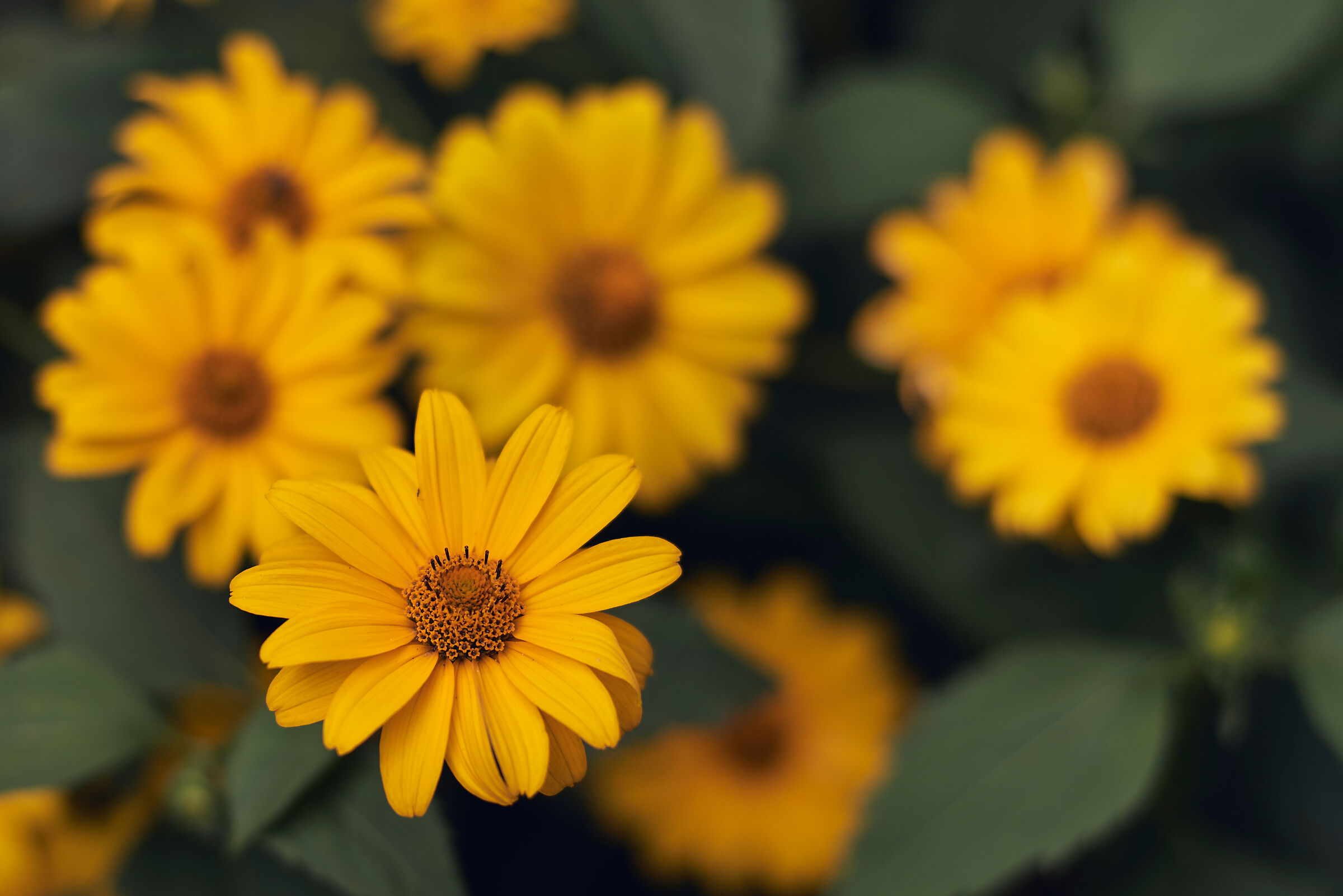 Voigtlander 75mm f1.5 #1