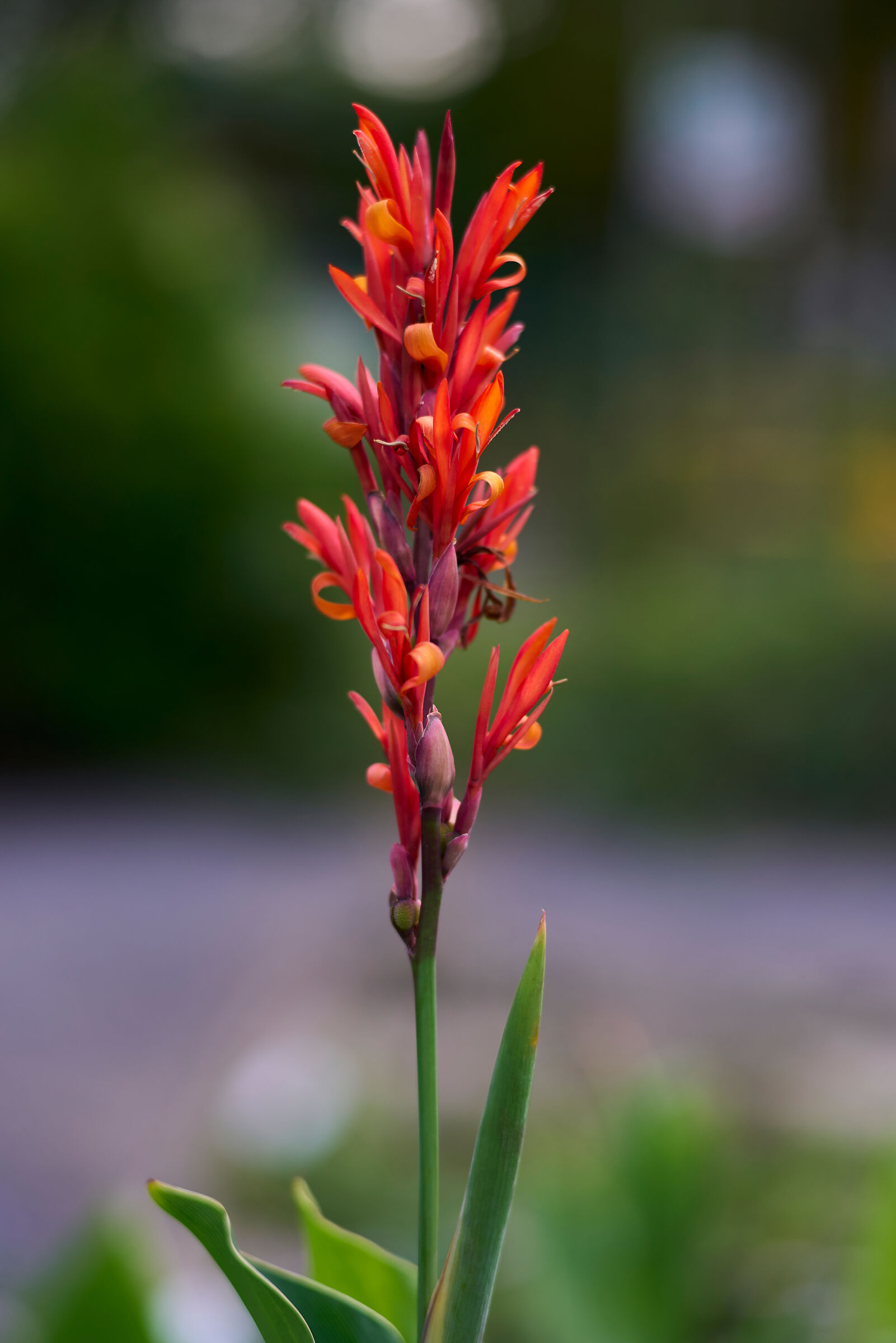 Voigtlander 75mm f1.5 #2