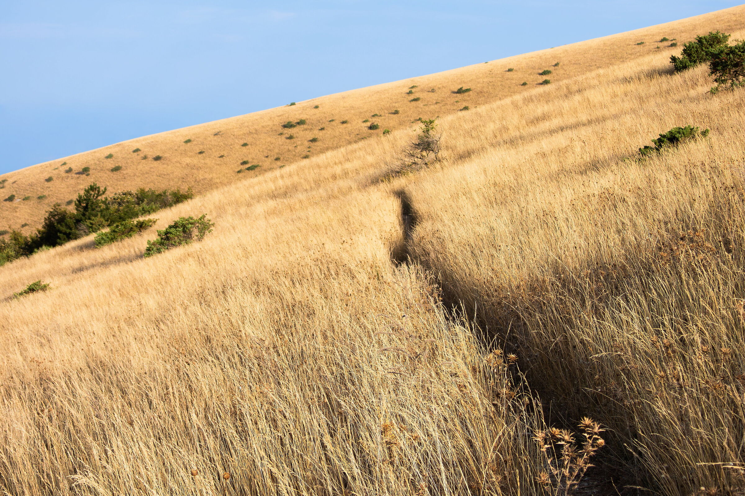 Let's go and harvest the wheat