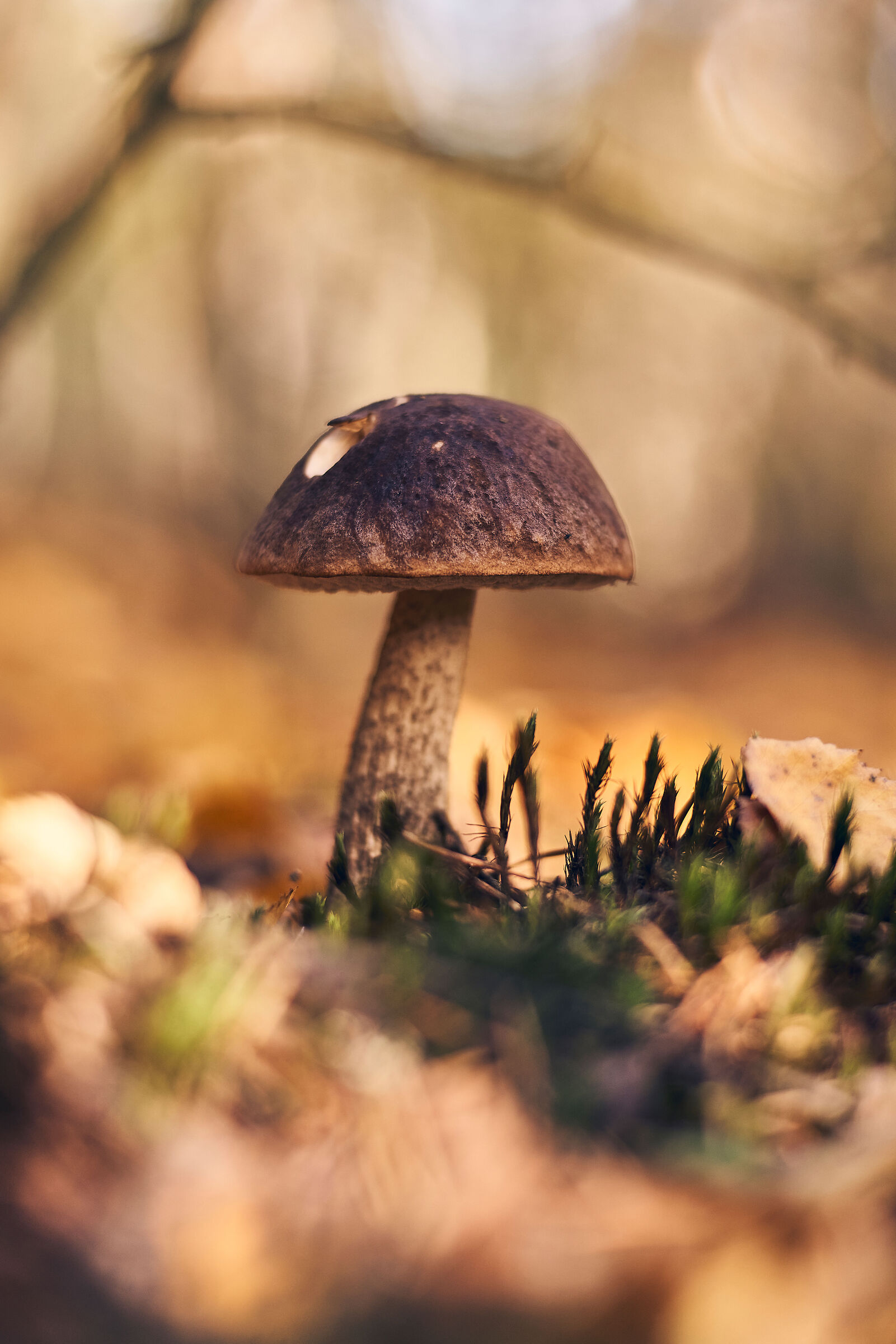 Voigtlander 75mm f1.5 #3