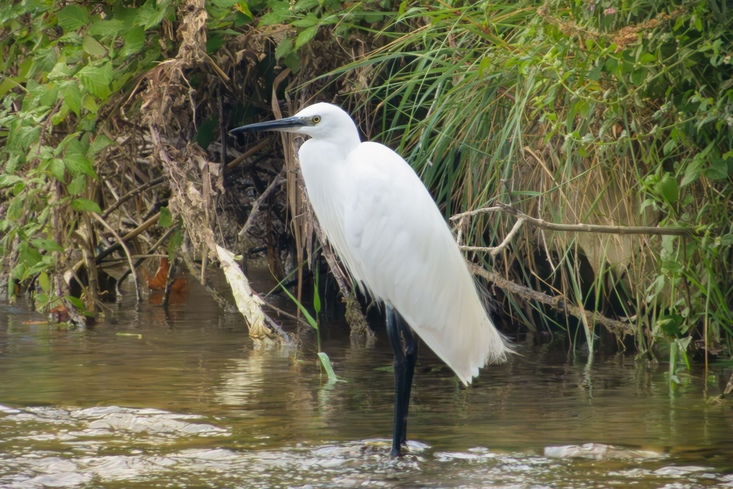 Egretta egret