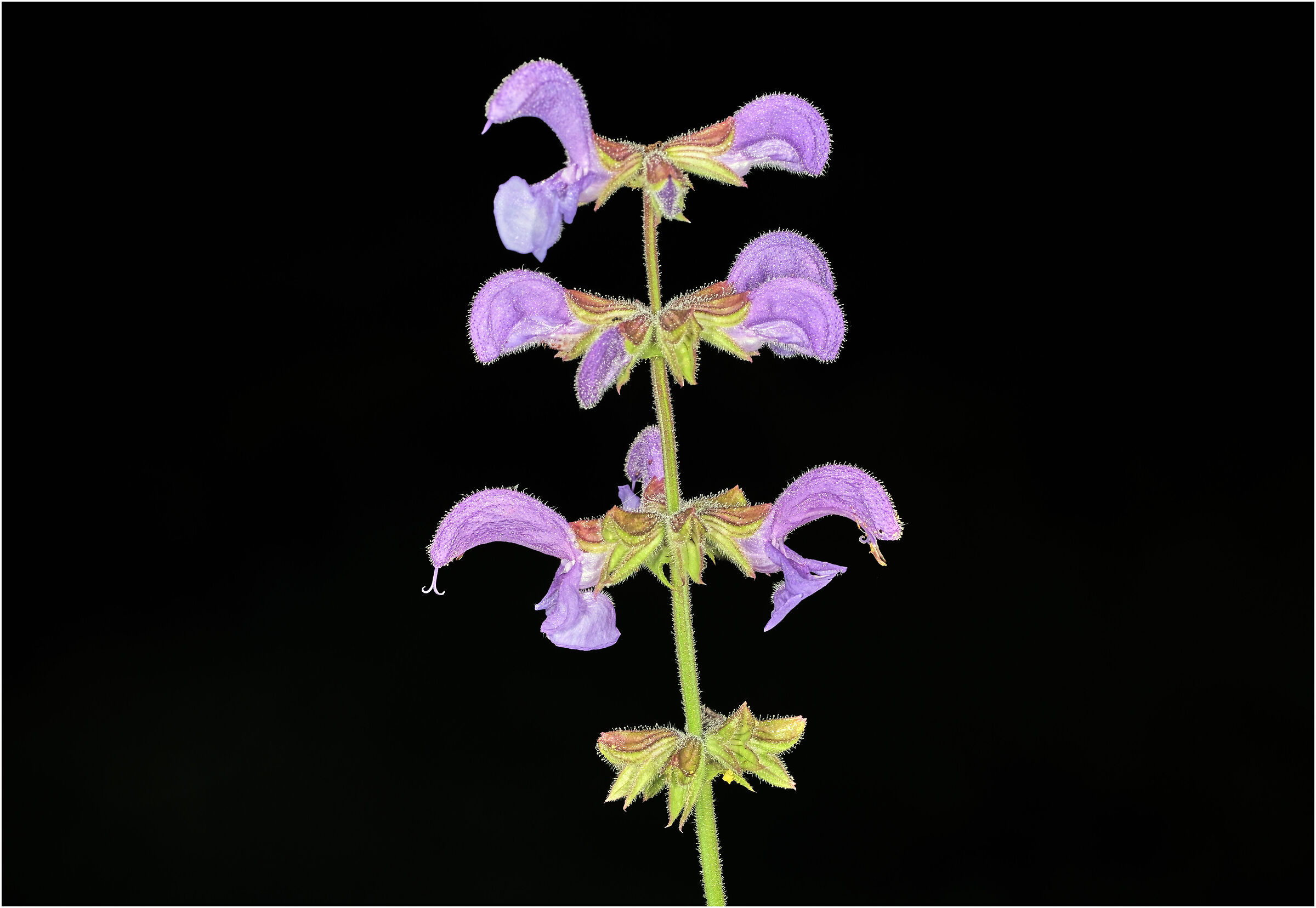 Salvia