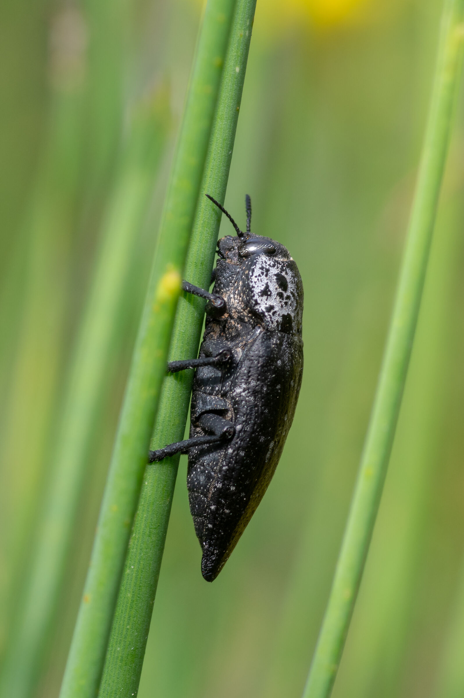 Capnodis tenebrionis