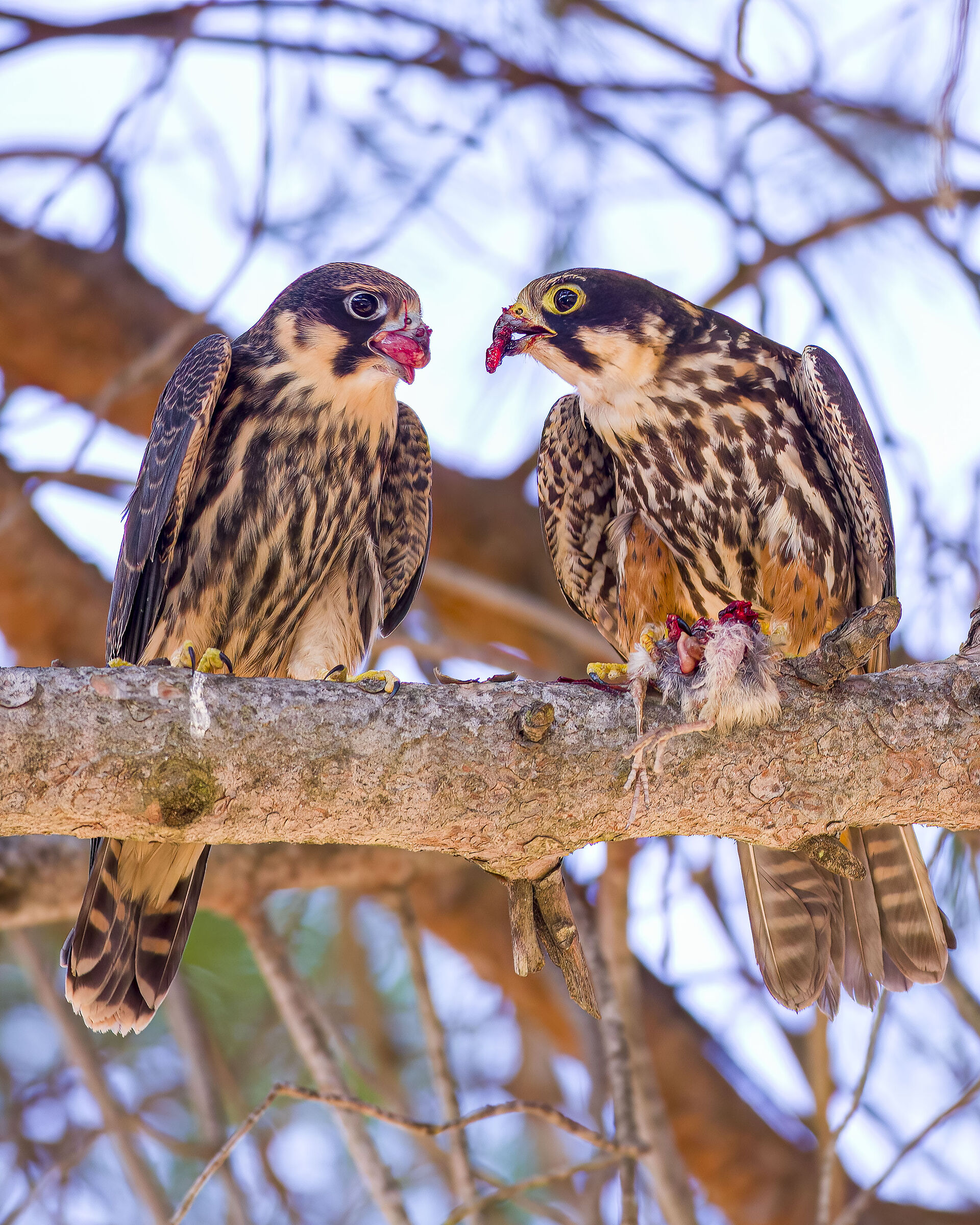 Adult and young lodolaio with prey