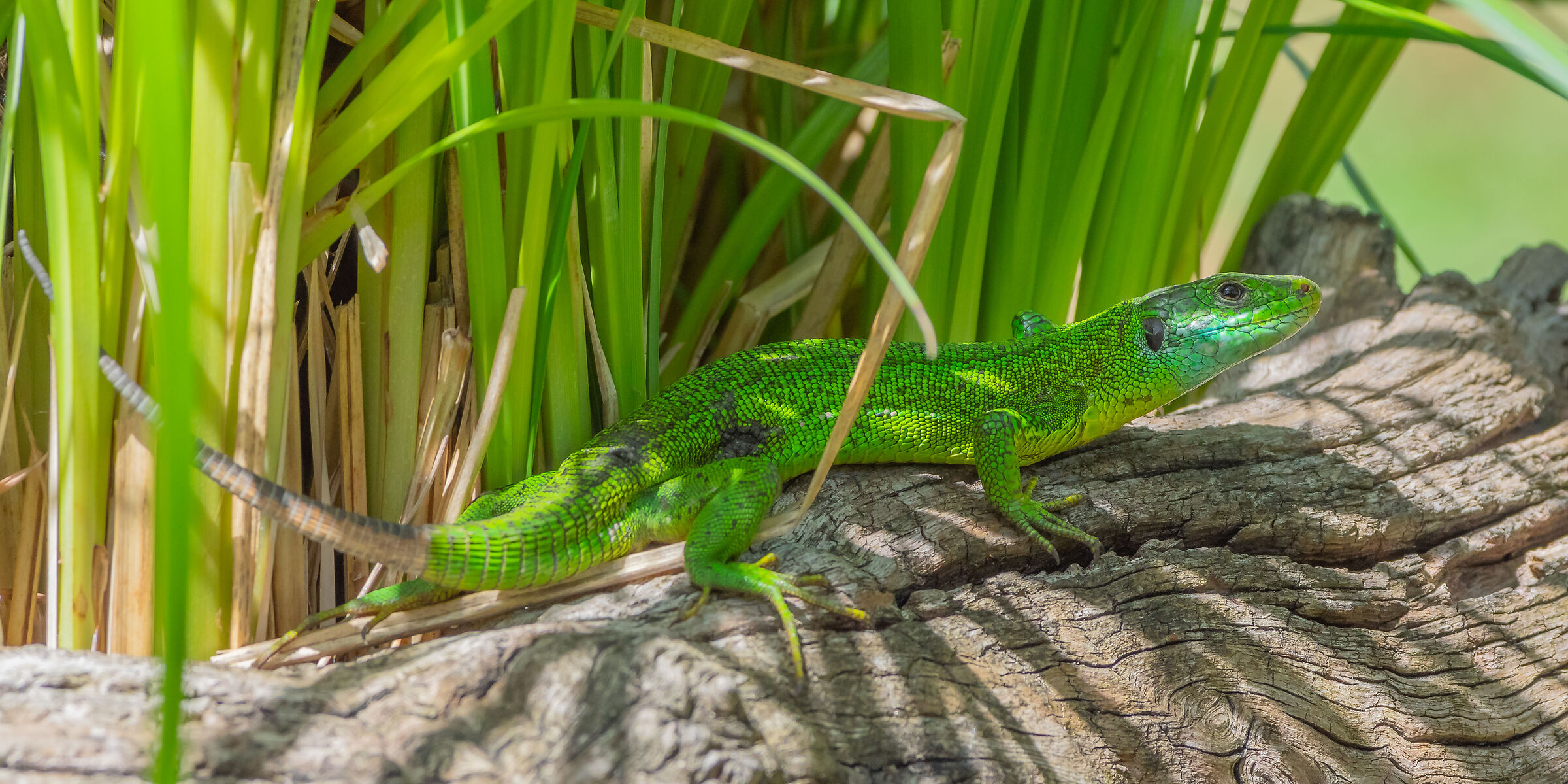 Green lizard