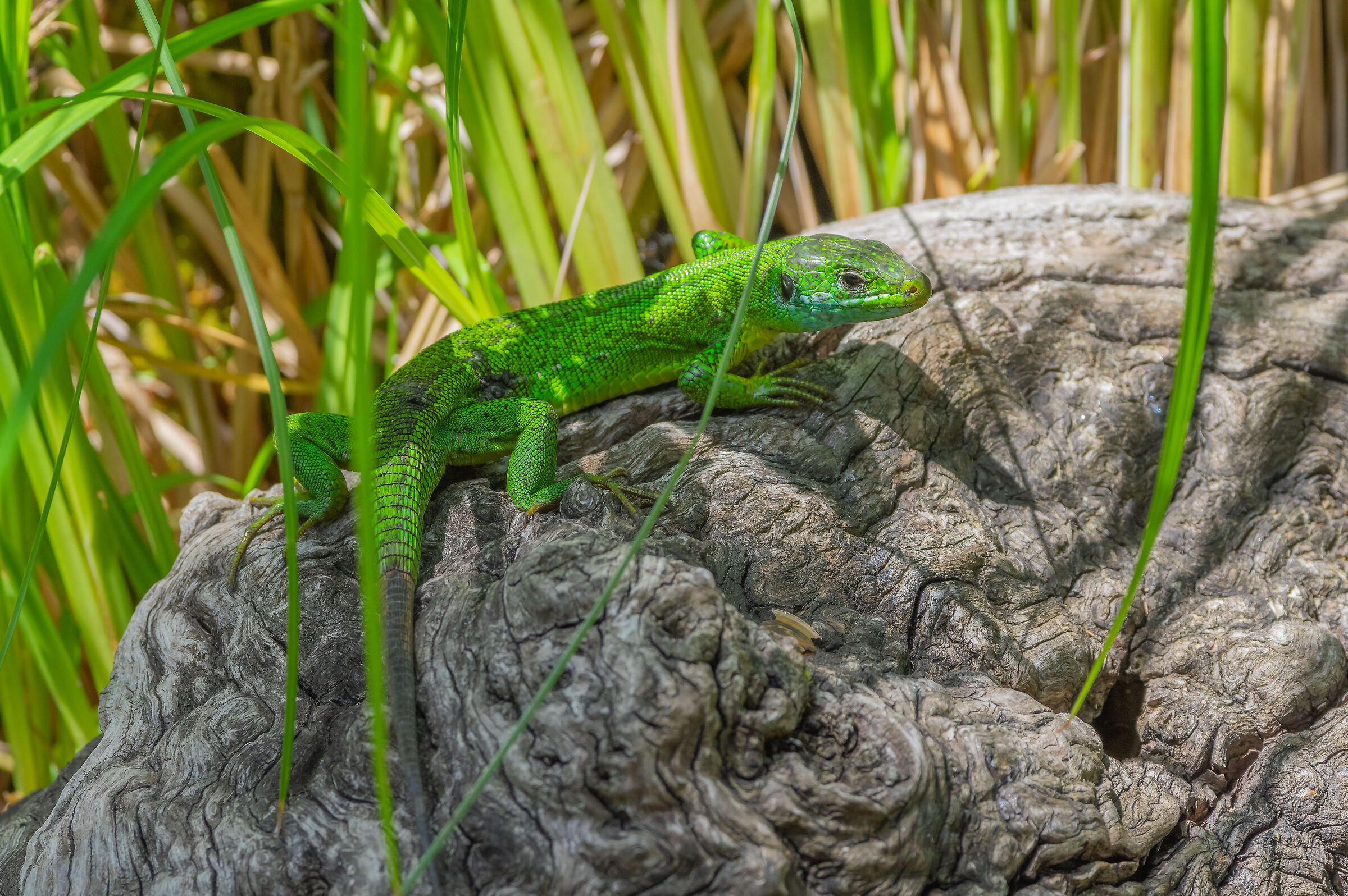 Green lizard