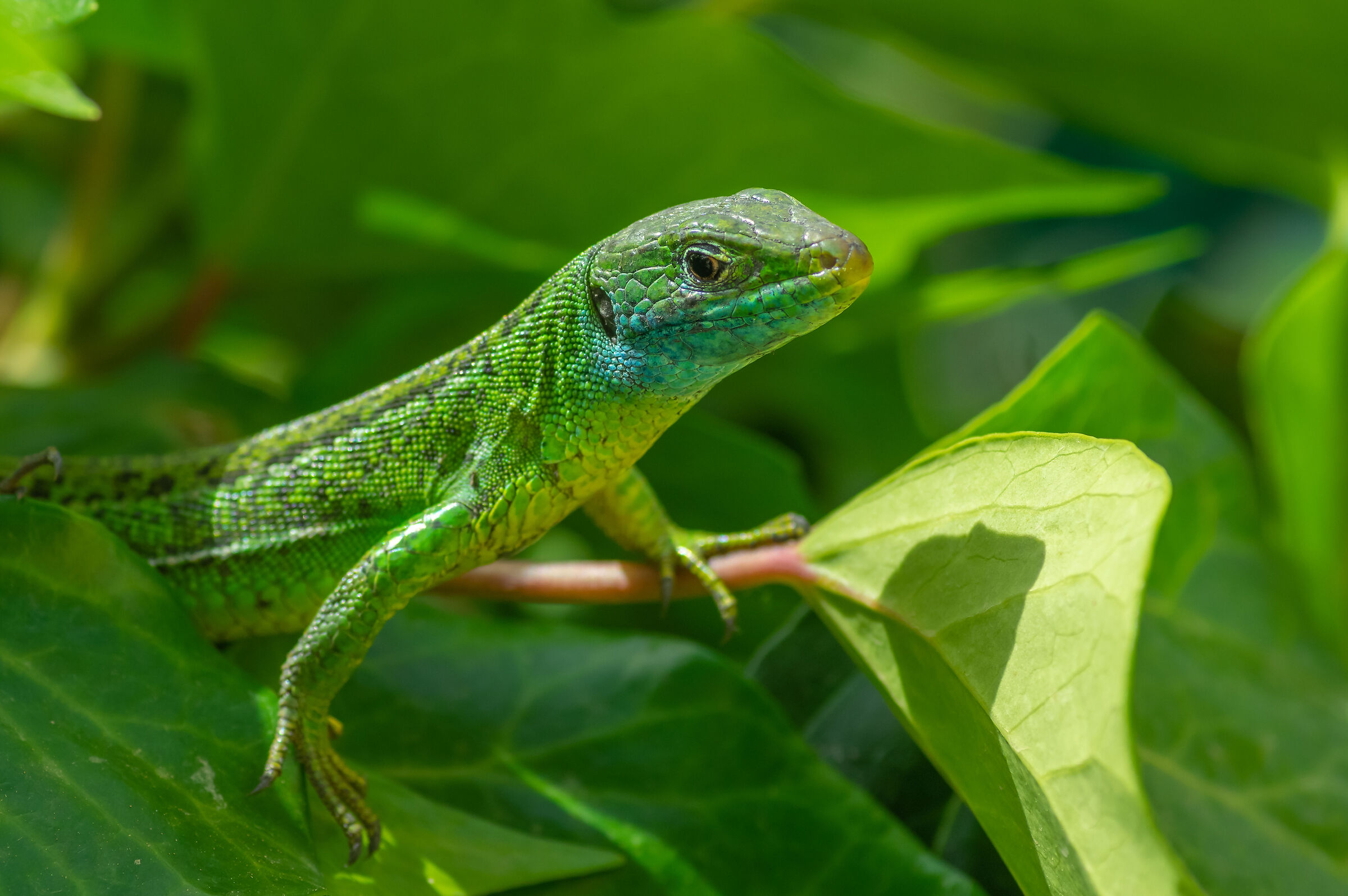 Green lizard