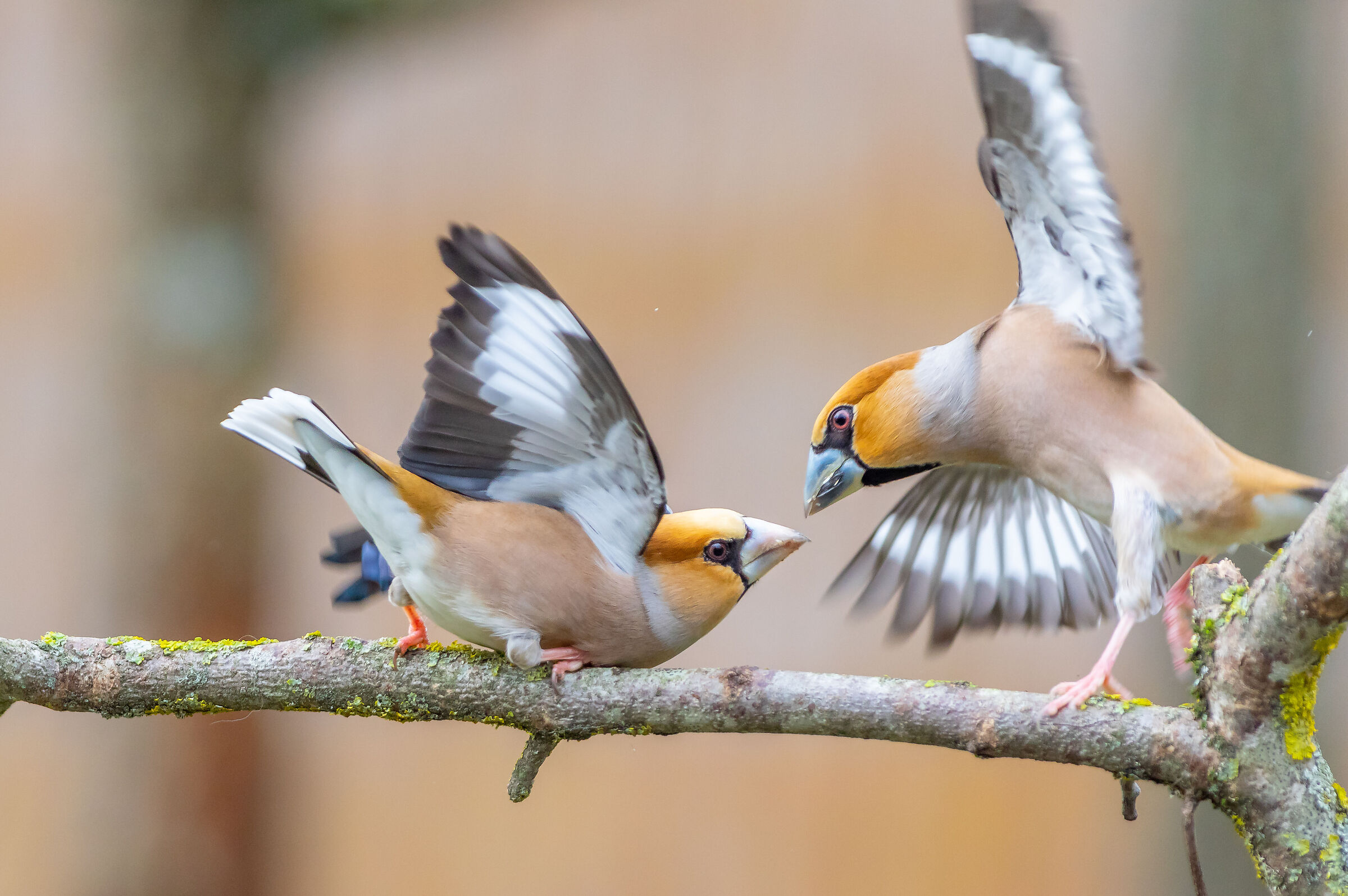 Hawfinch