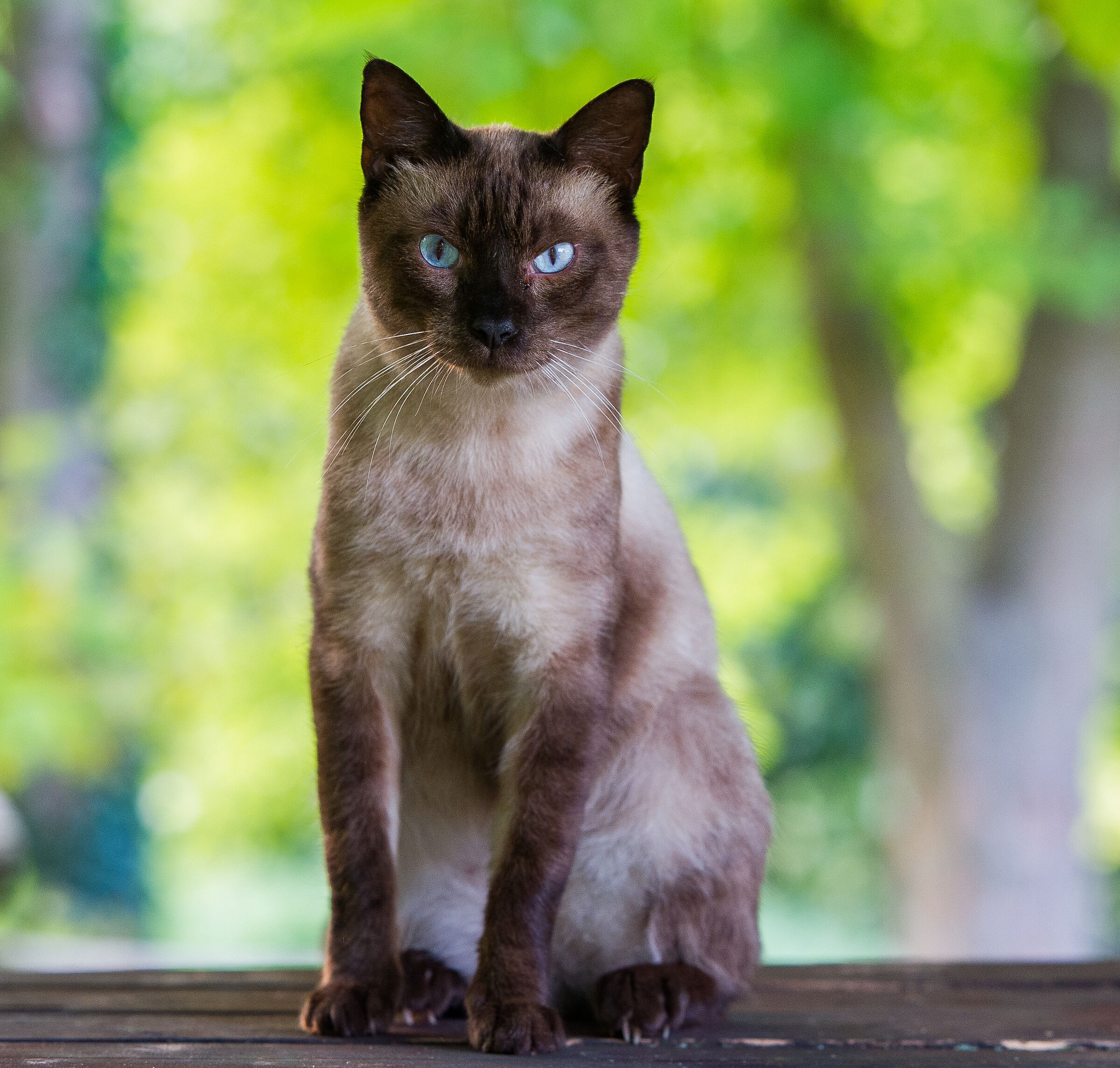 The cat is on the table