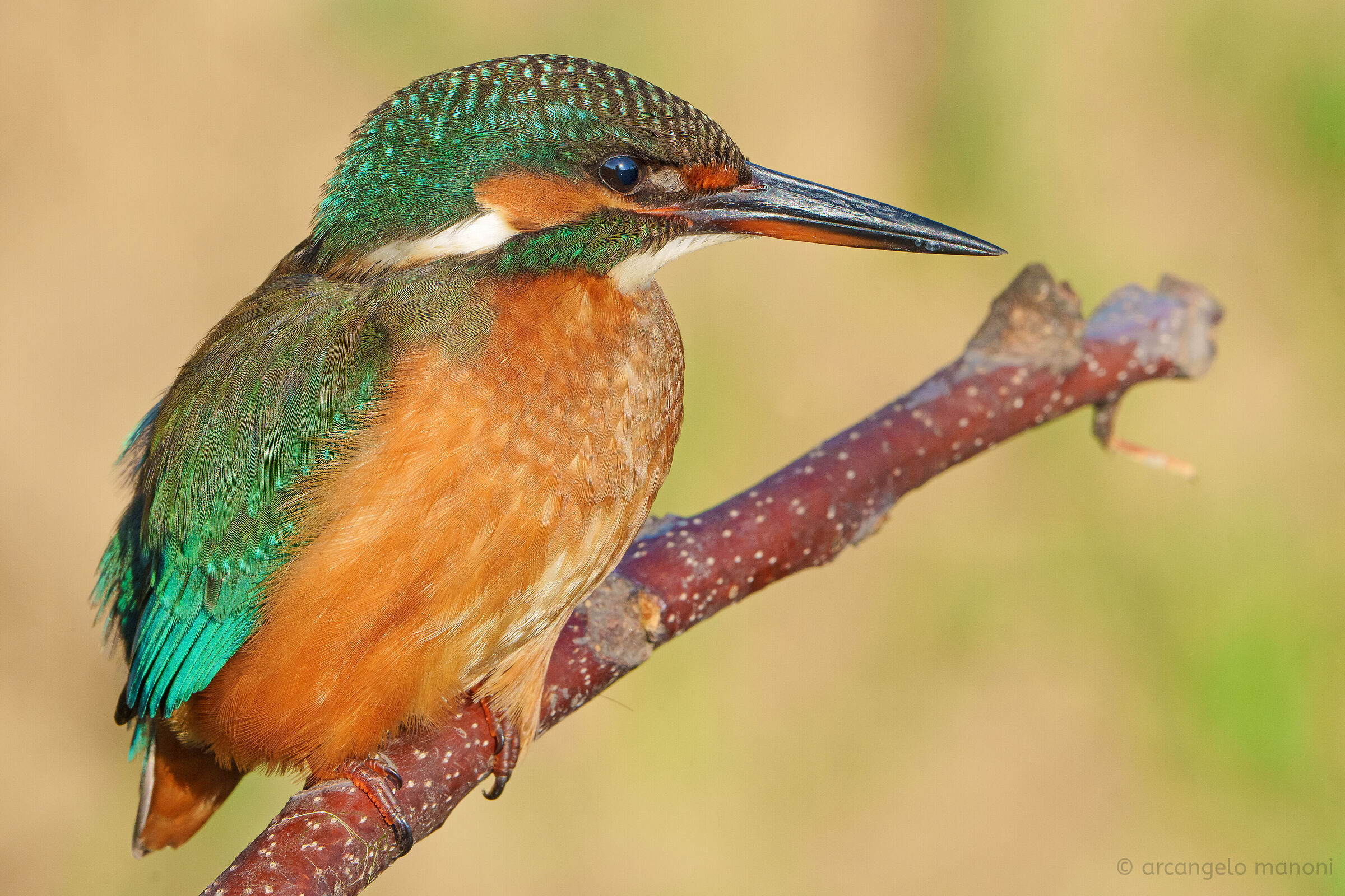 La martina in primo piano