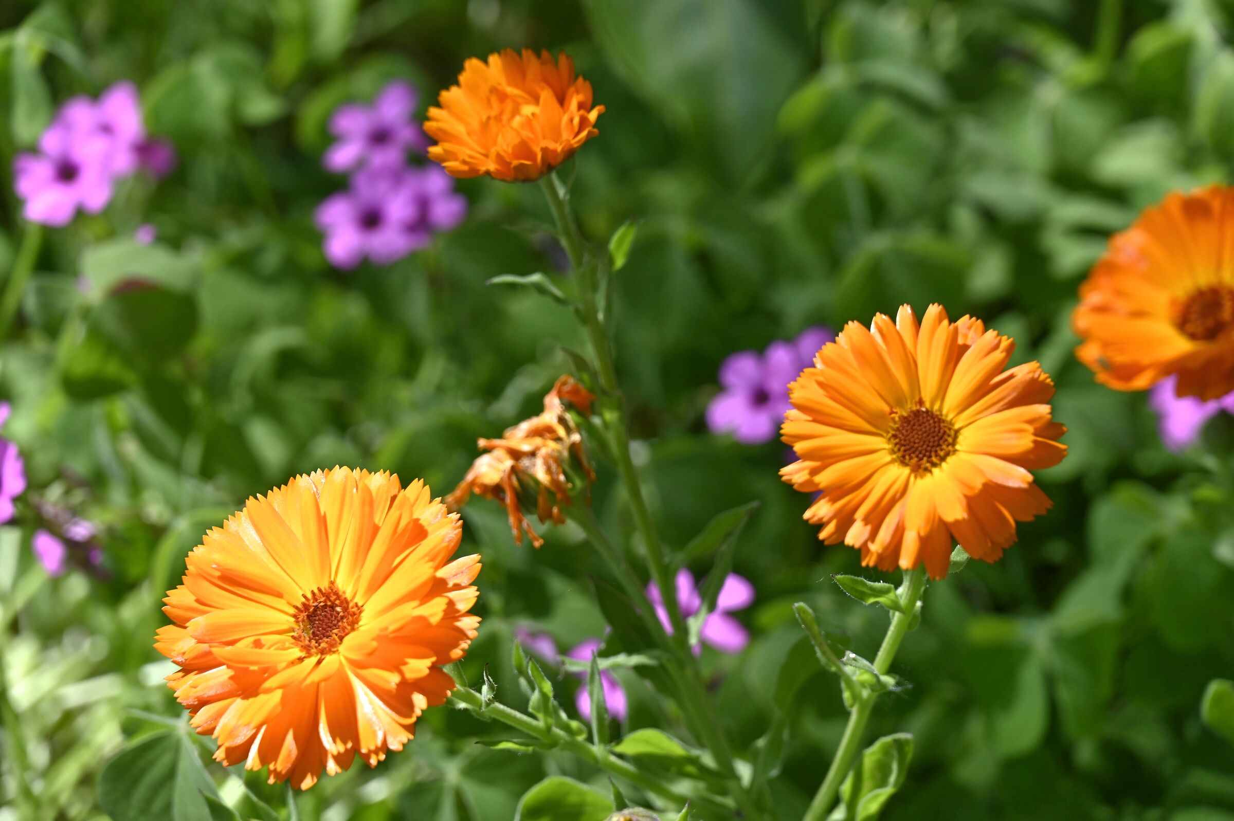 I colori che ci regala la natura
