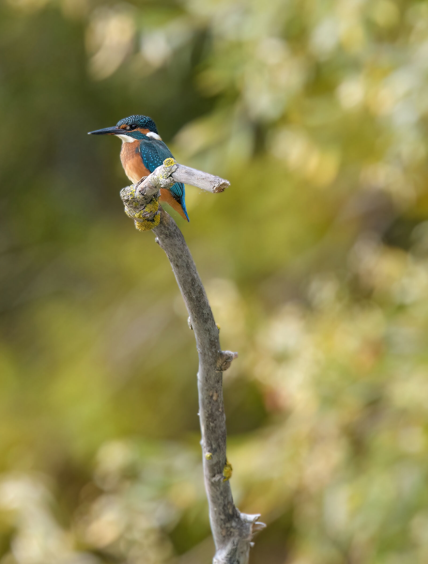 Kingfisher