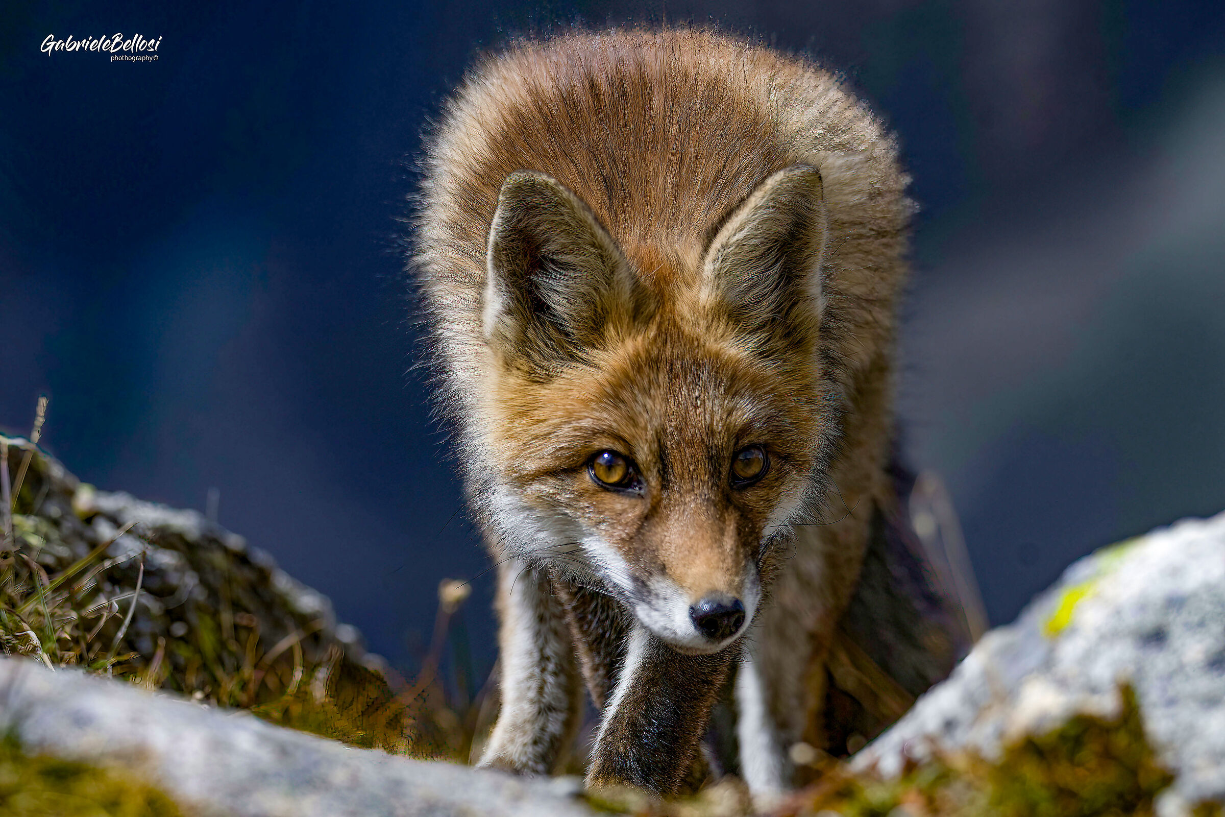 red fox