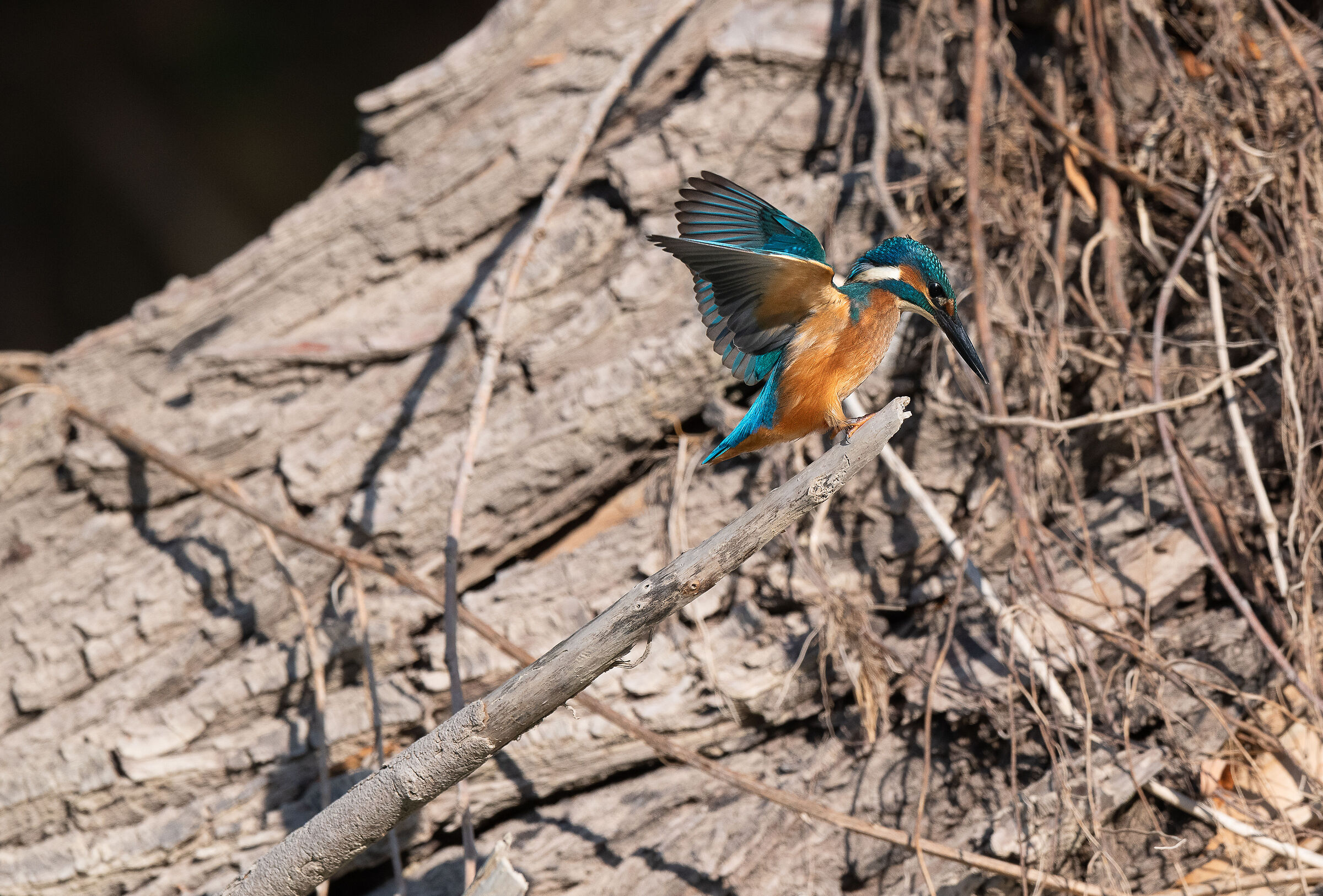 Kingfisher