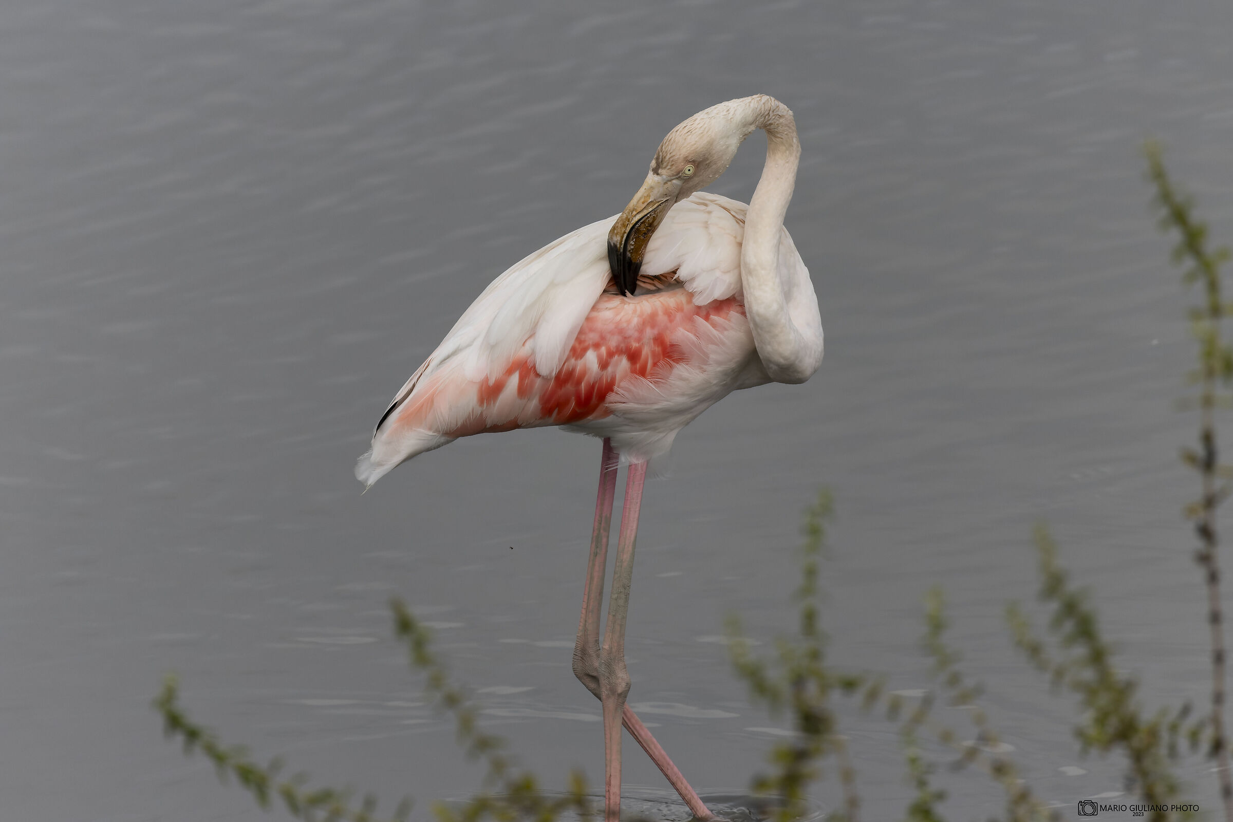 Flamingo