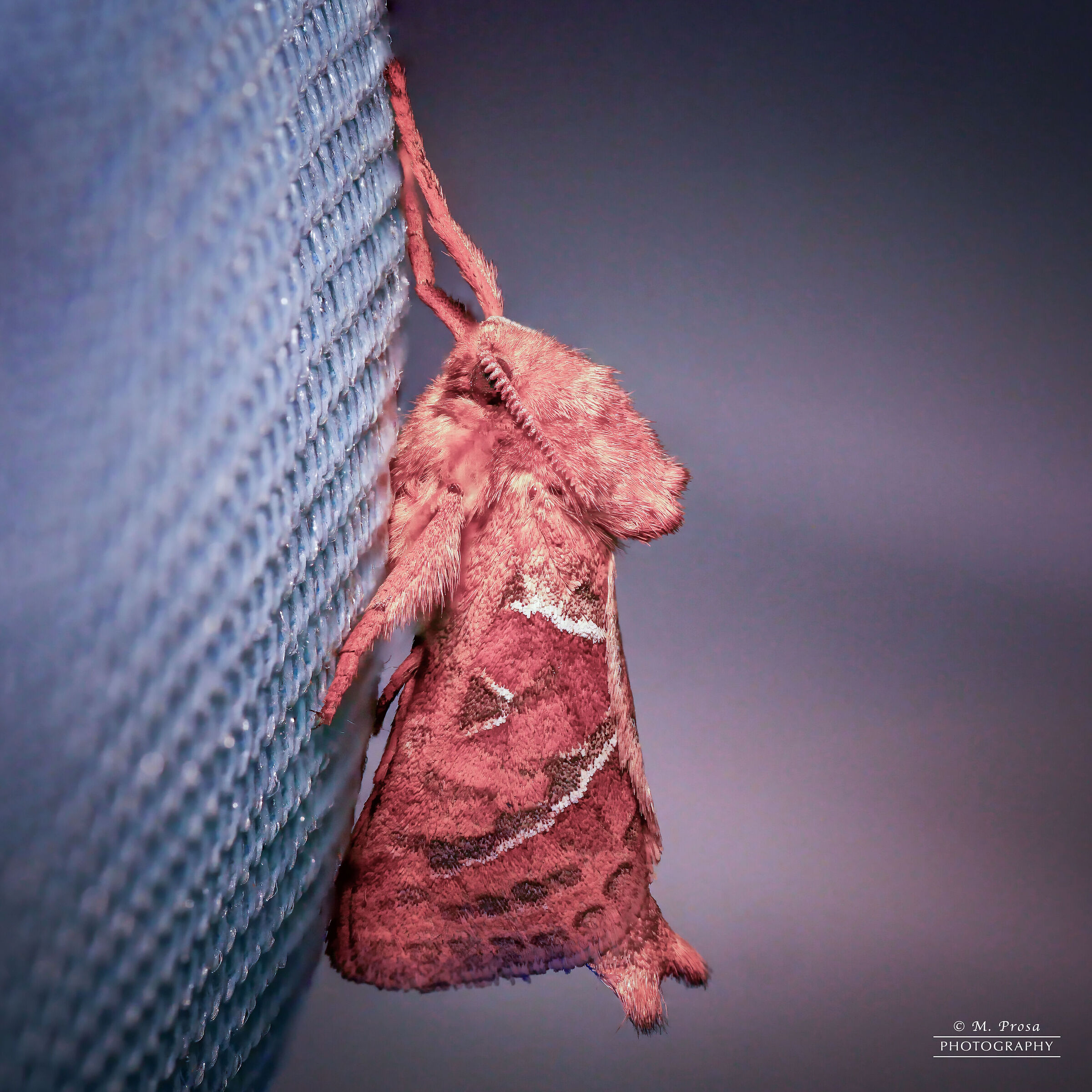 Orange moth (Triodia sylvina)