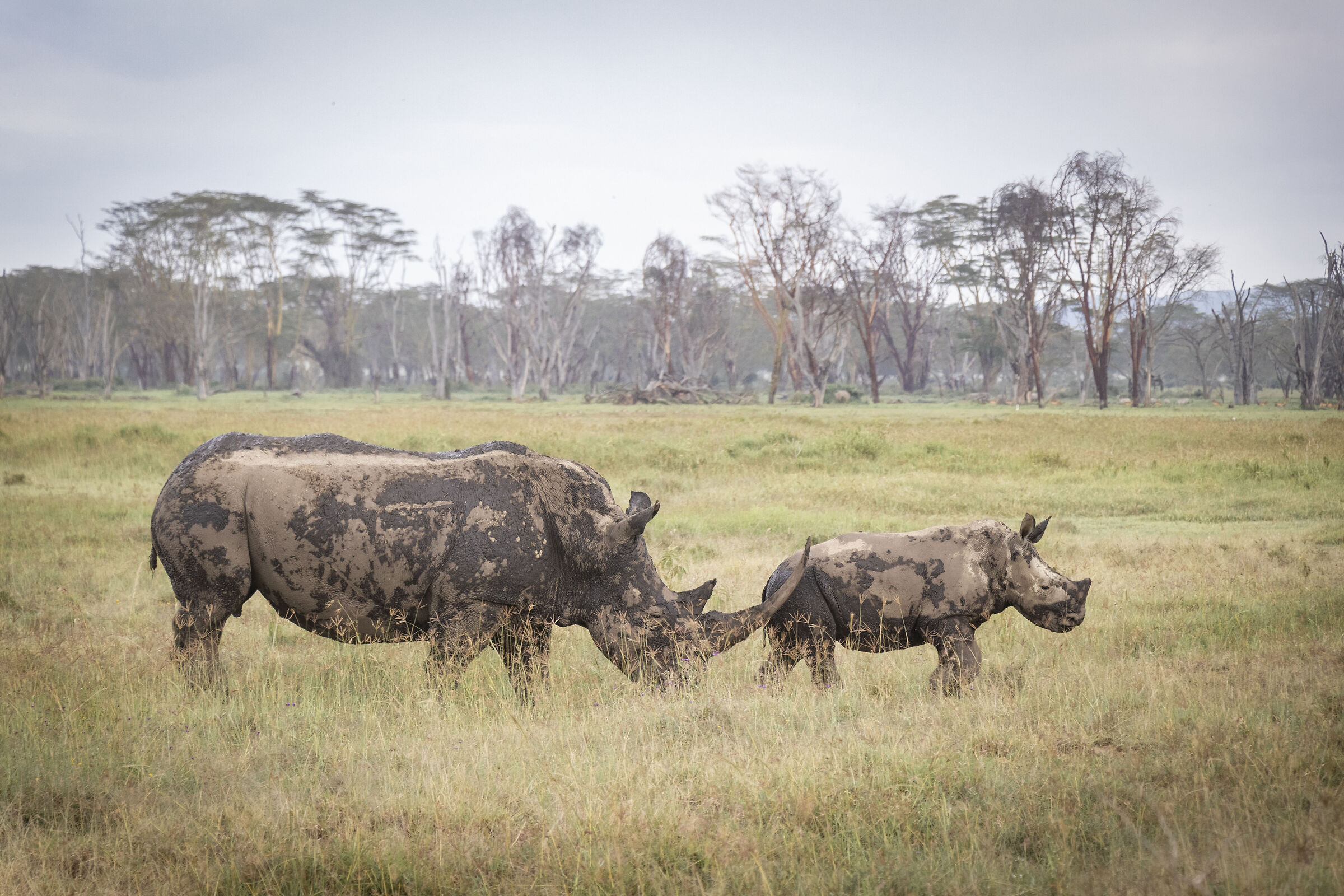 Rhino with cub