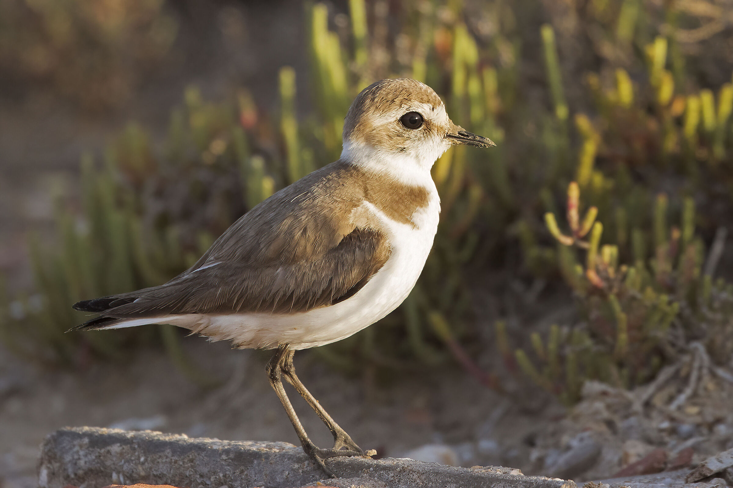 Fratina mentre sorveglia i pulli