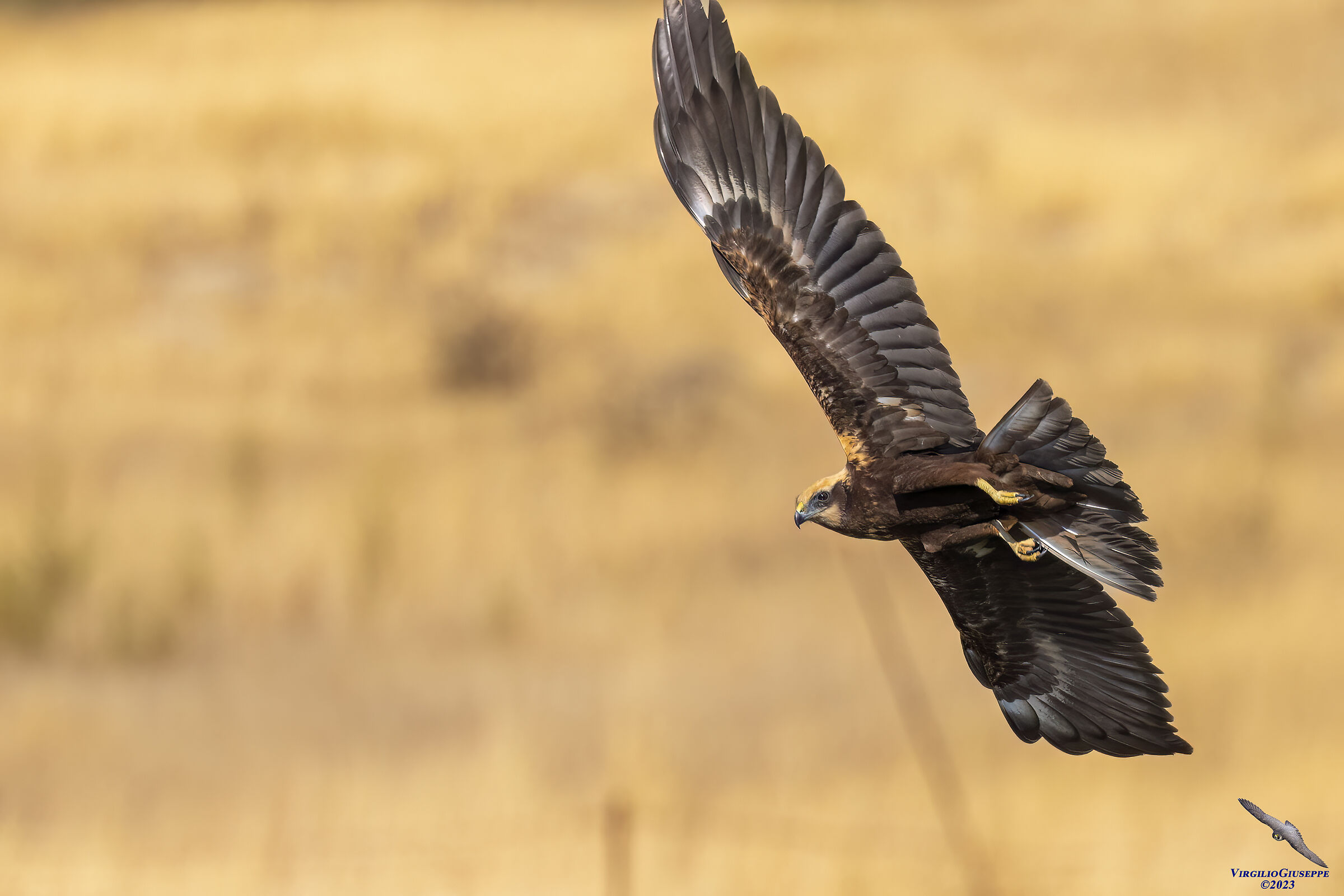 Young marsh harrier (Sardinia) 2023