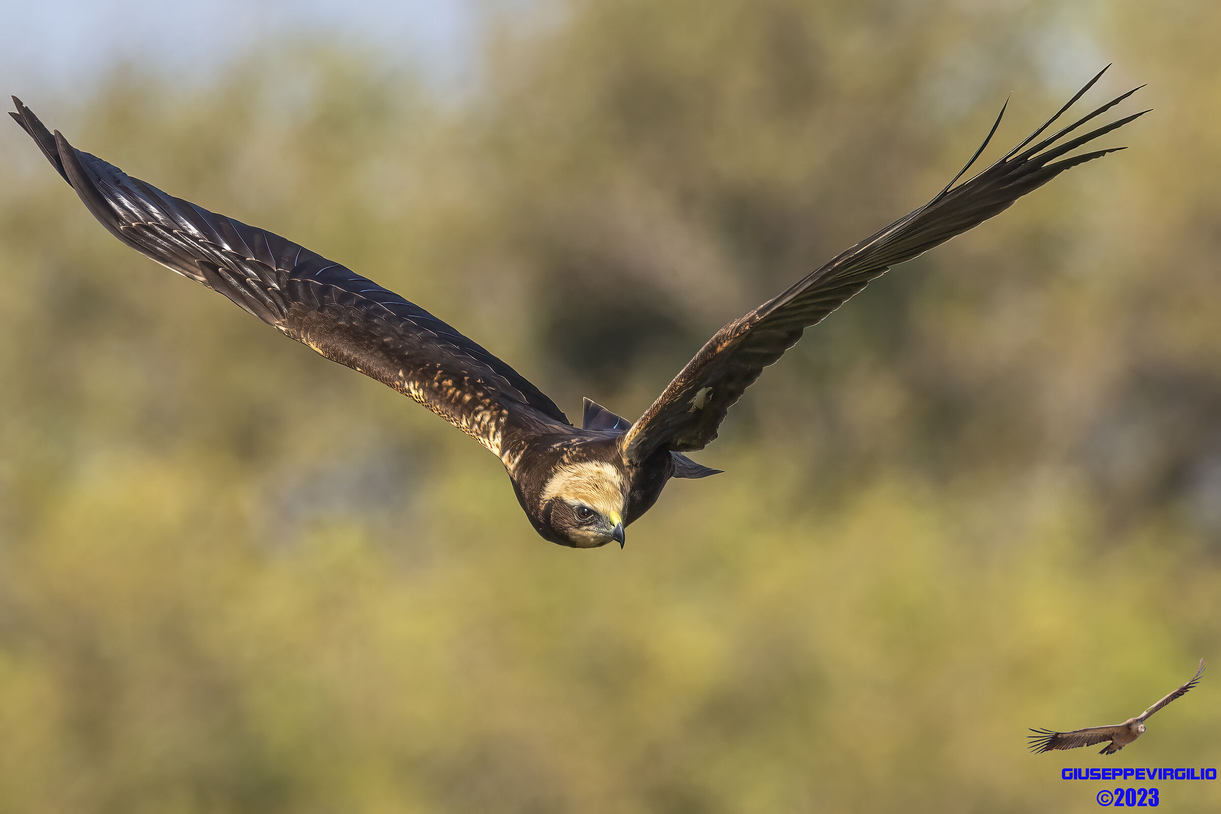 Young marsh harrier (Sardinia) 2023