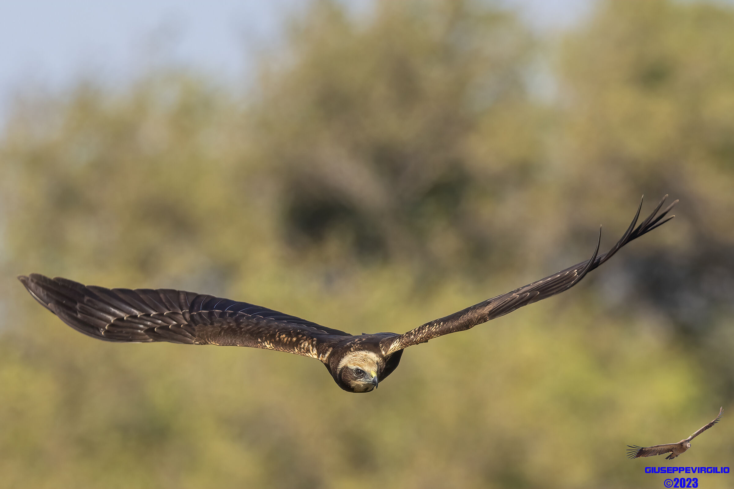 Young marsh harrier (Sardinia) 2023