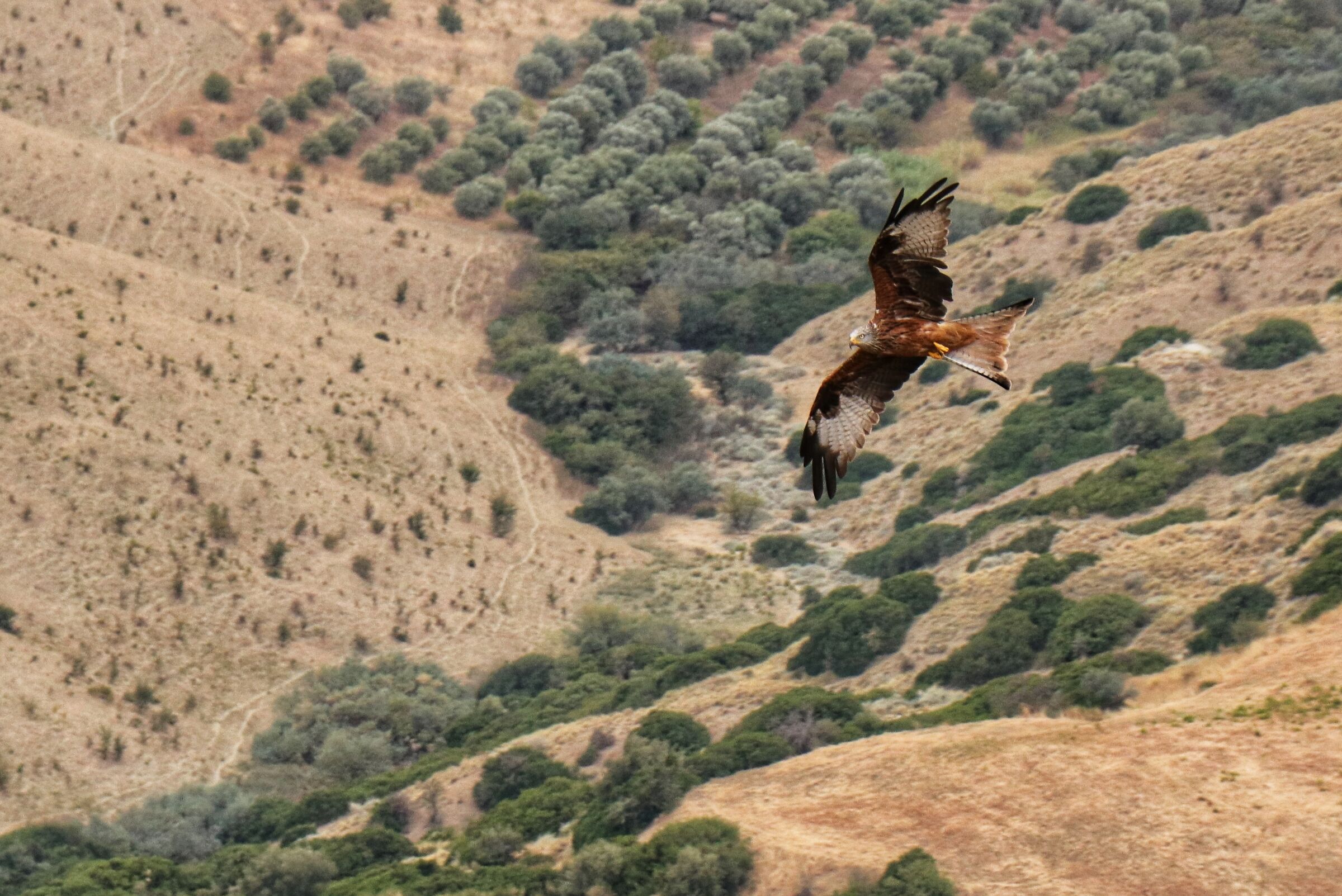 Red kite