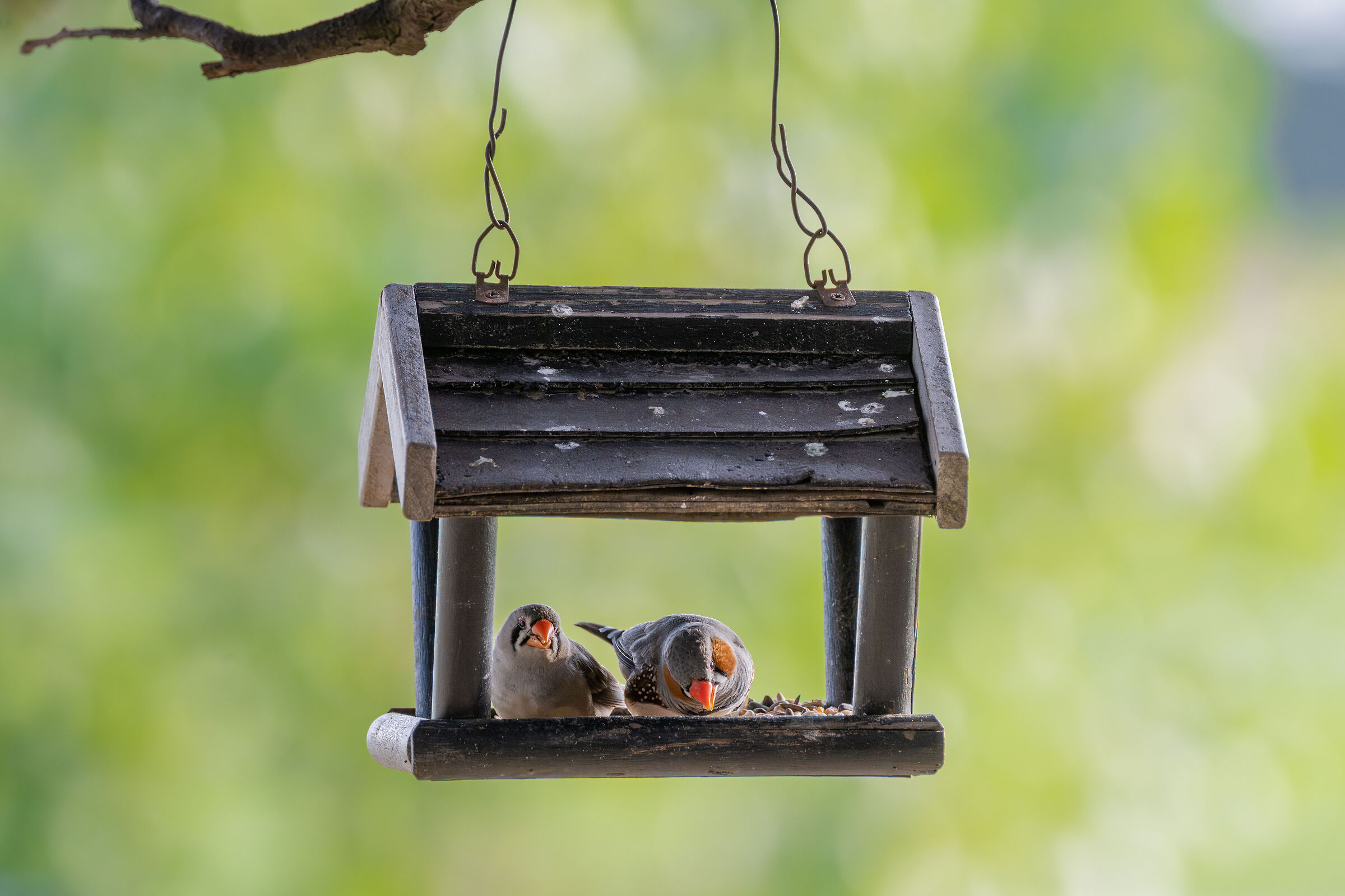 Unexpected guests in the garden, couple of Diamantini