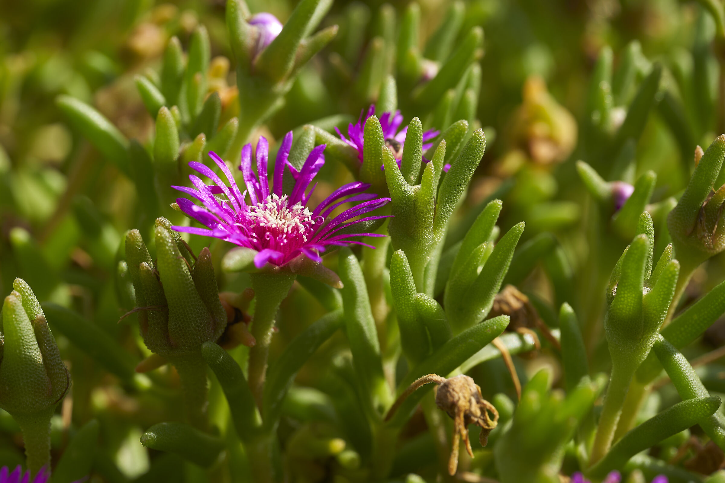Succulent