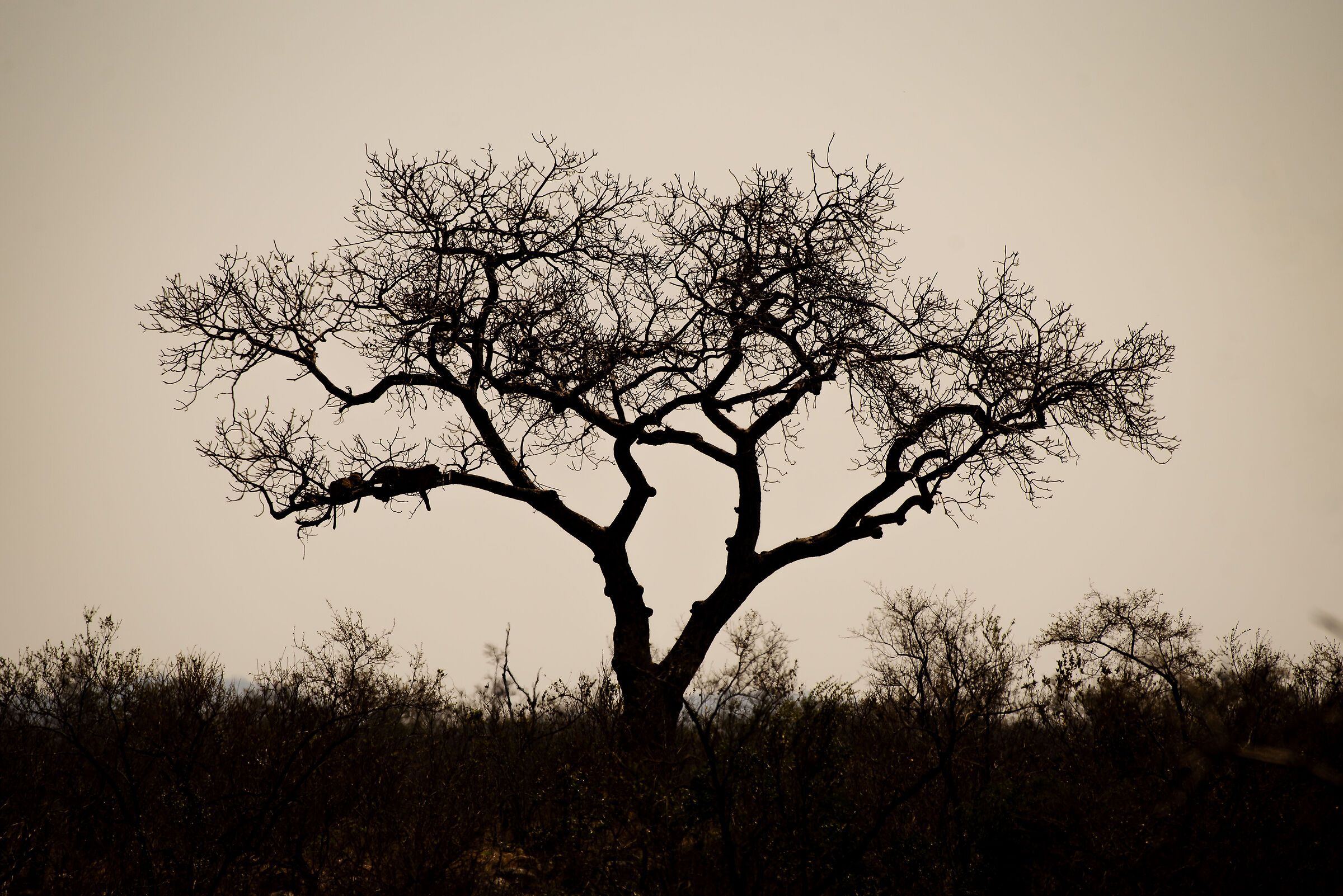 Relax for two leopards