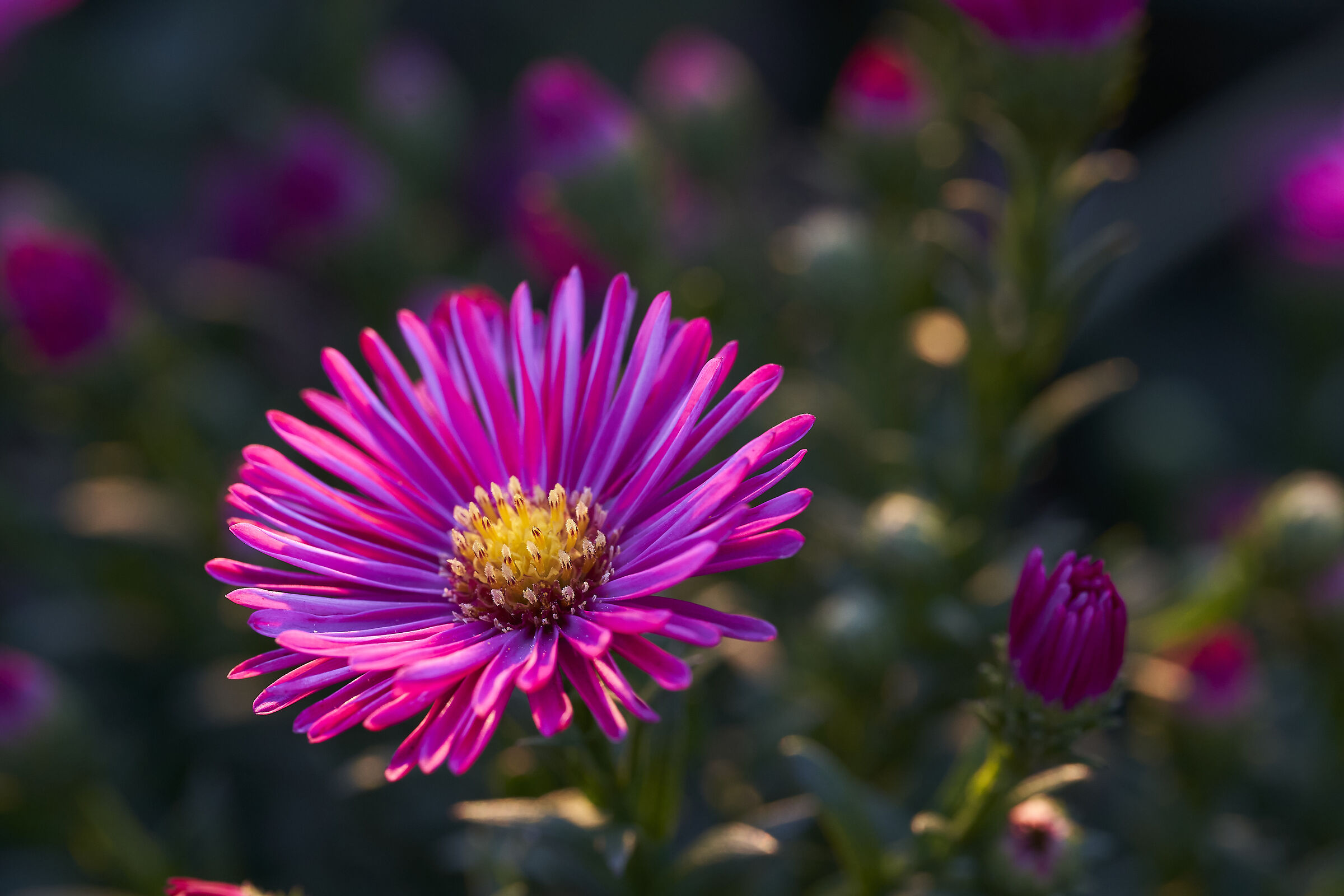 Purple star