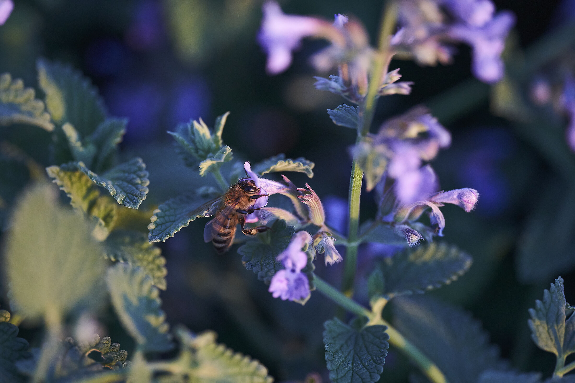 Apis mellifera