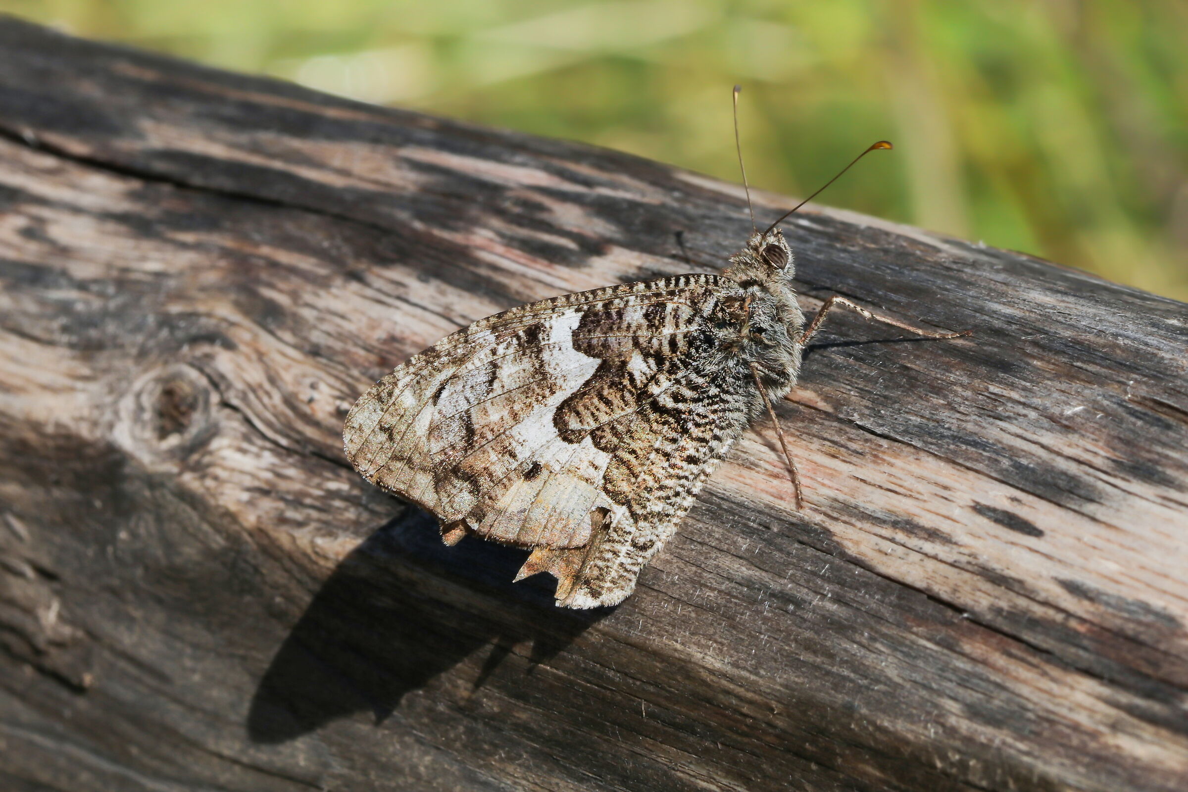 Nymphalidae Satyrinae sp.