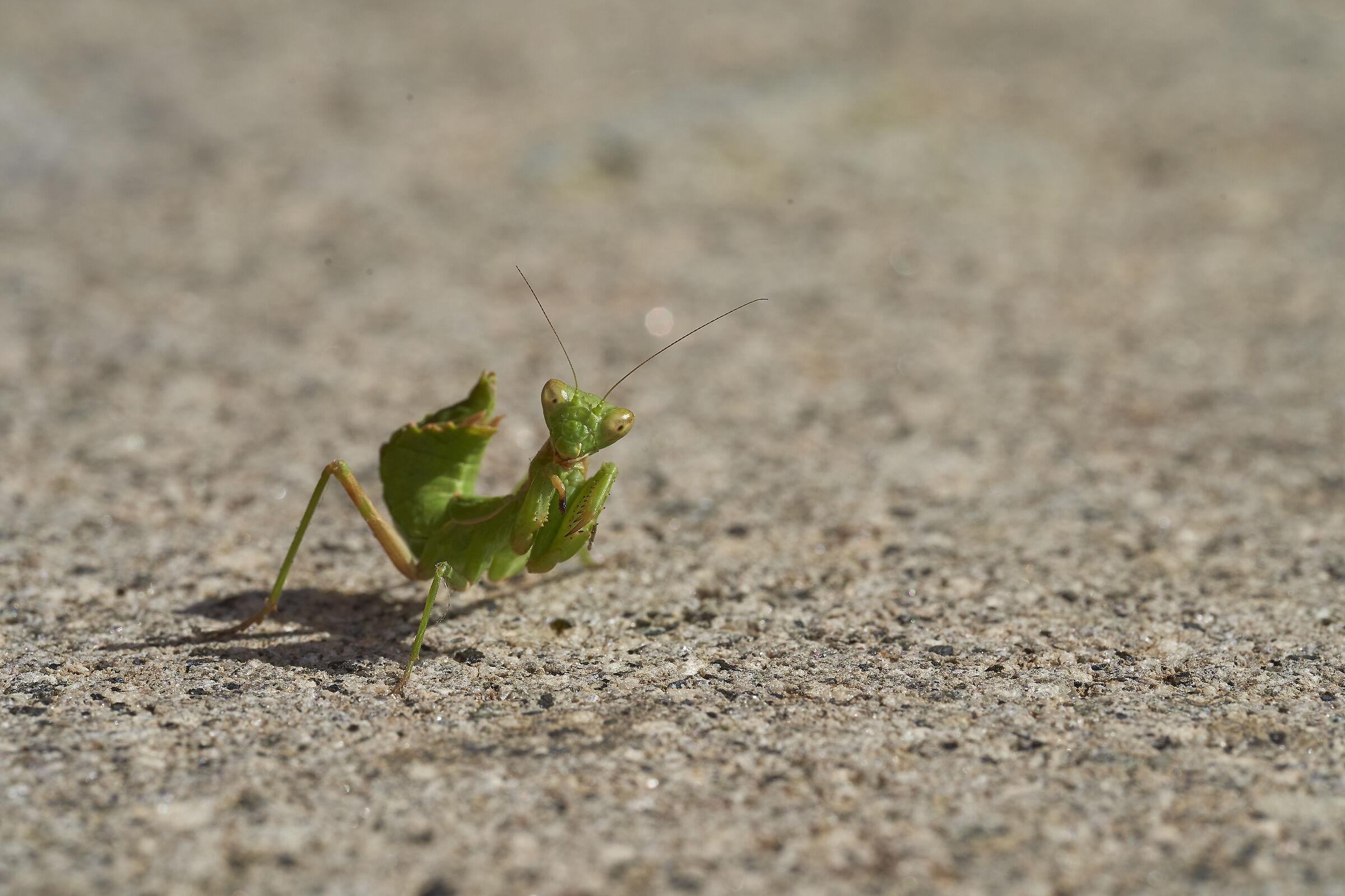 European dwarf mantis