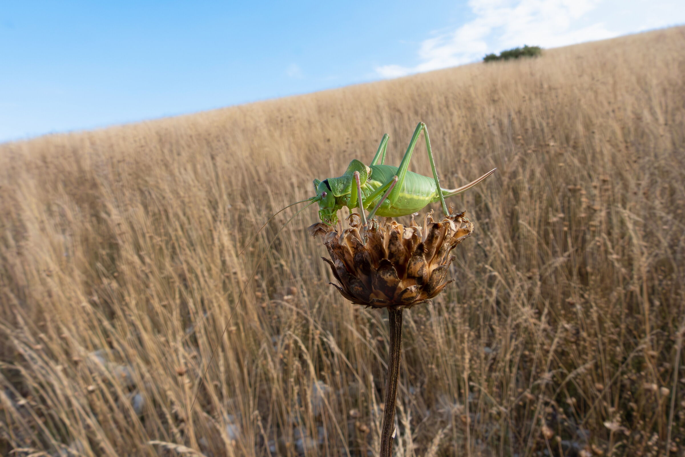 Close-up set with Coolpix p1000 (41)
