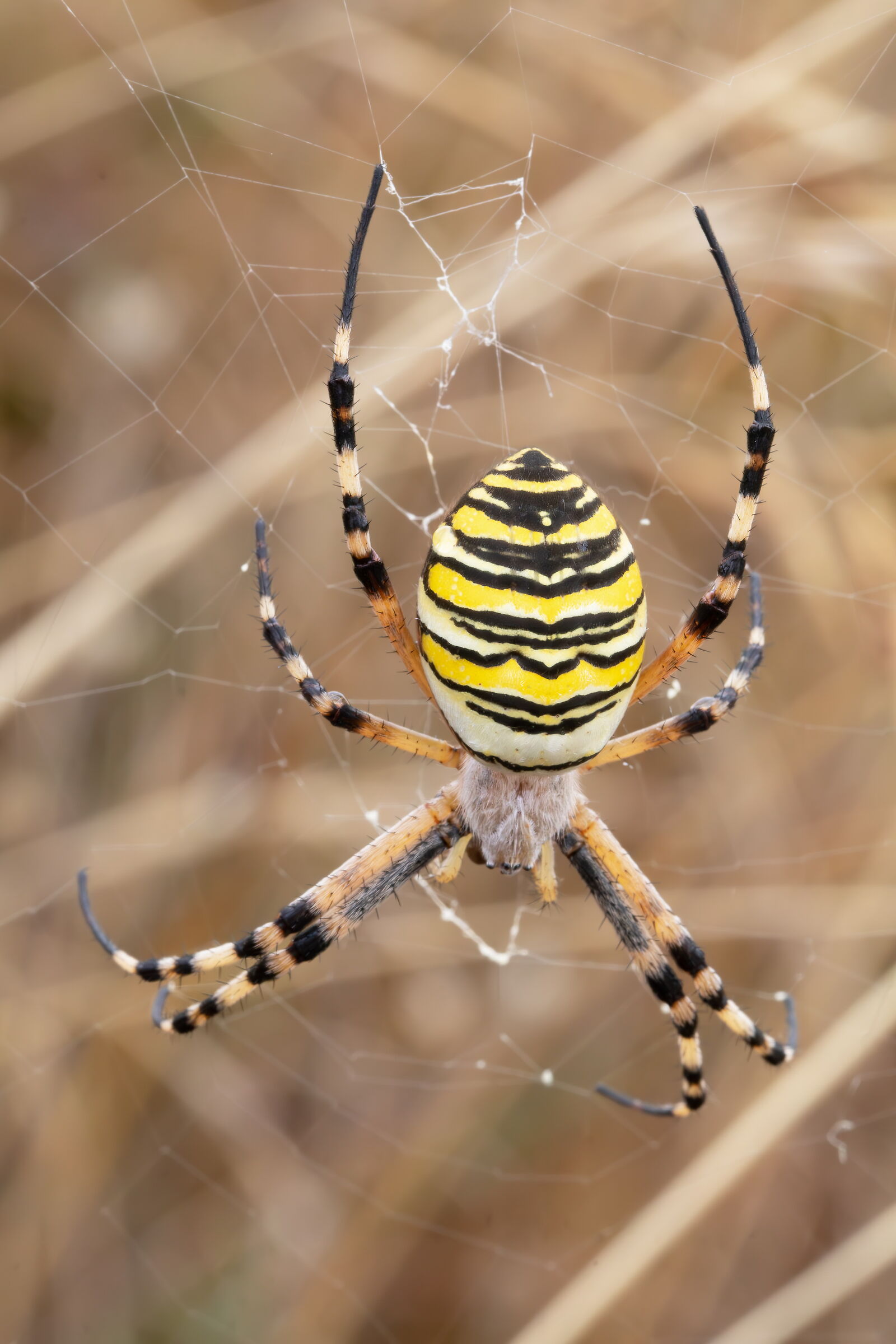 Argiope bruennichi