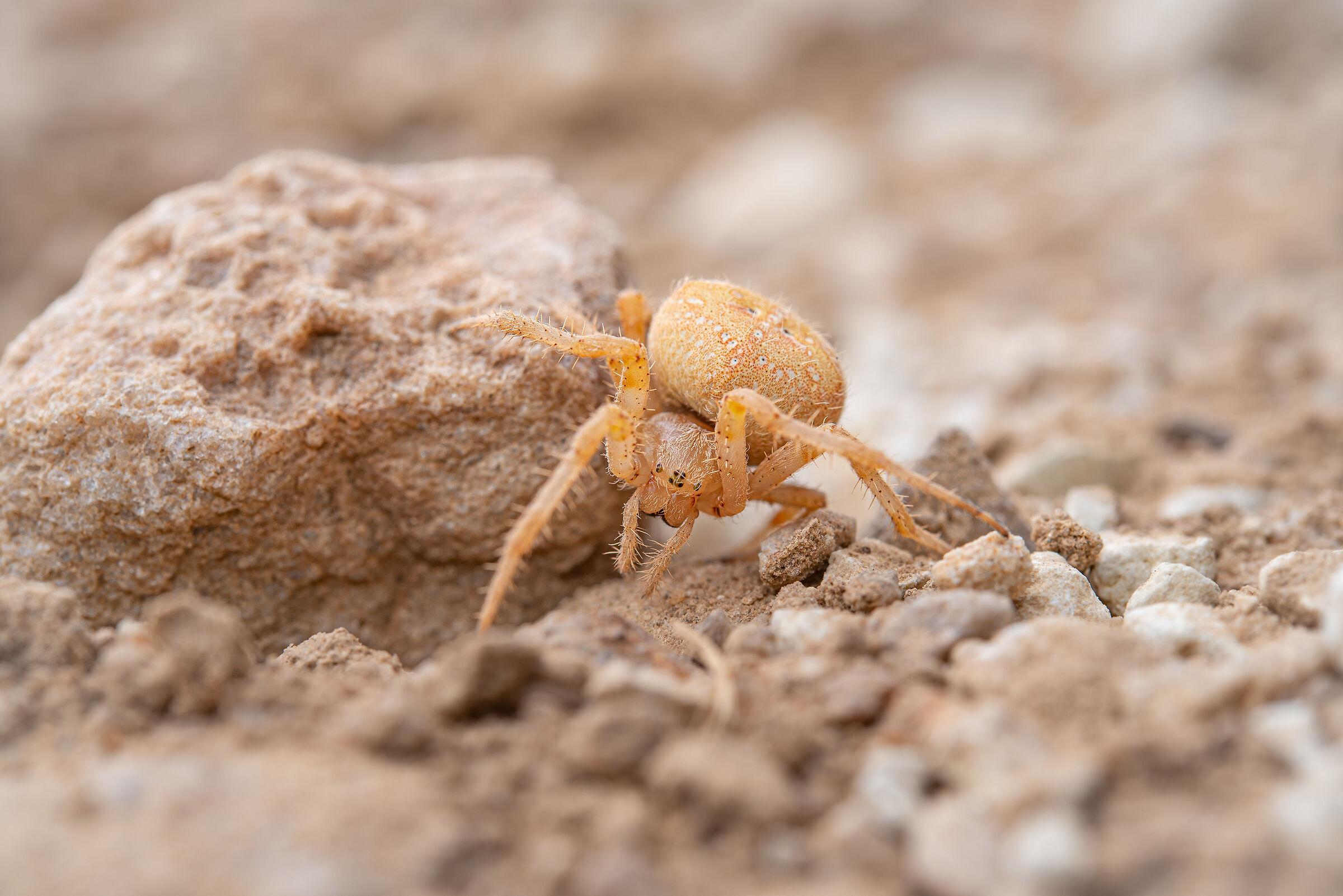 Araneus diadematus con variabilità intraspecifica