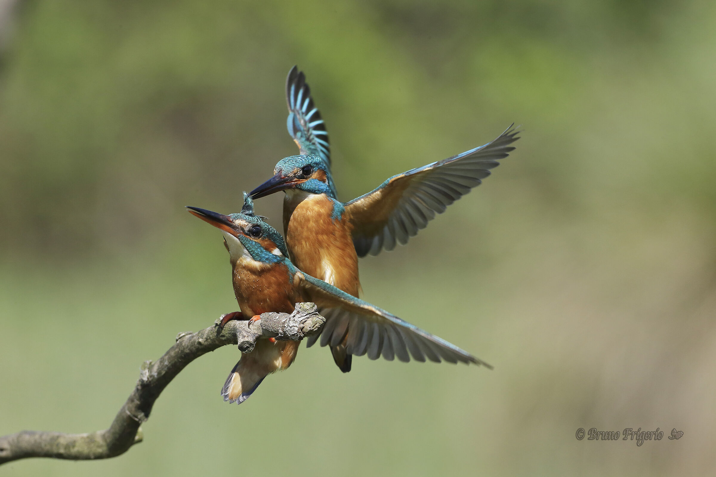 Kingfisher mating attempt