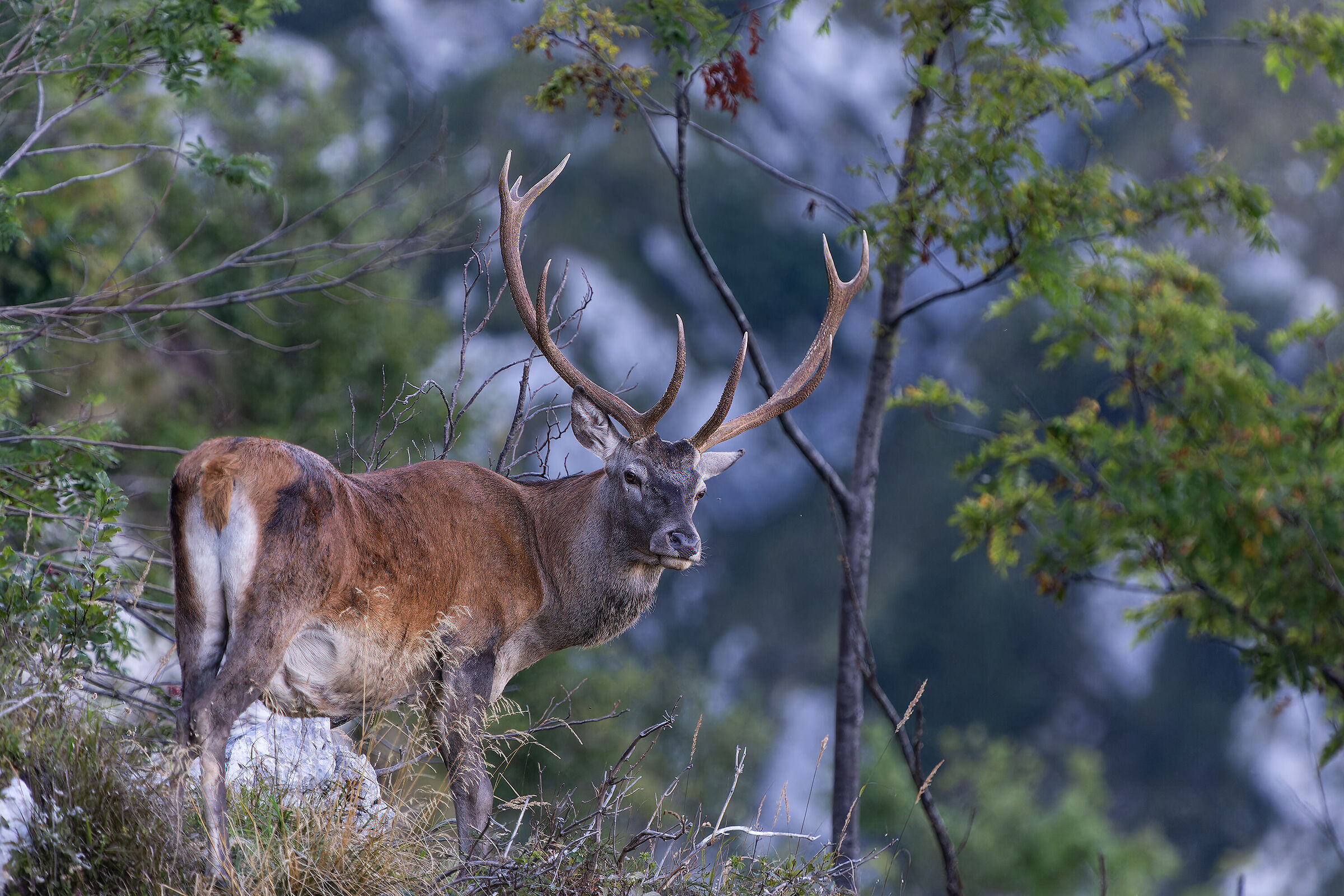 Deer Julian Alps 2023