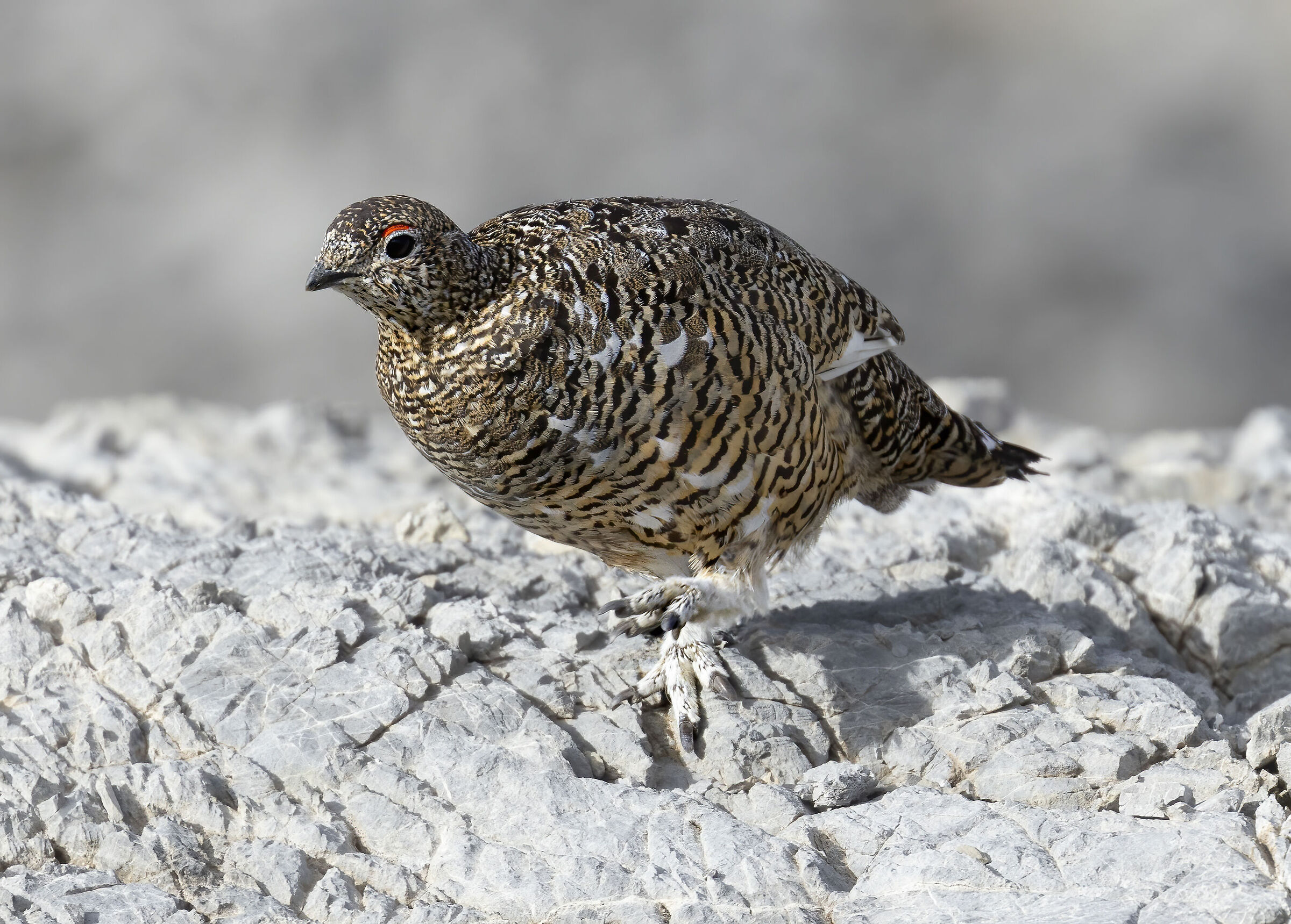 pernice bianca o meglio "dorata"