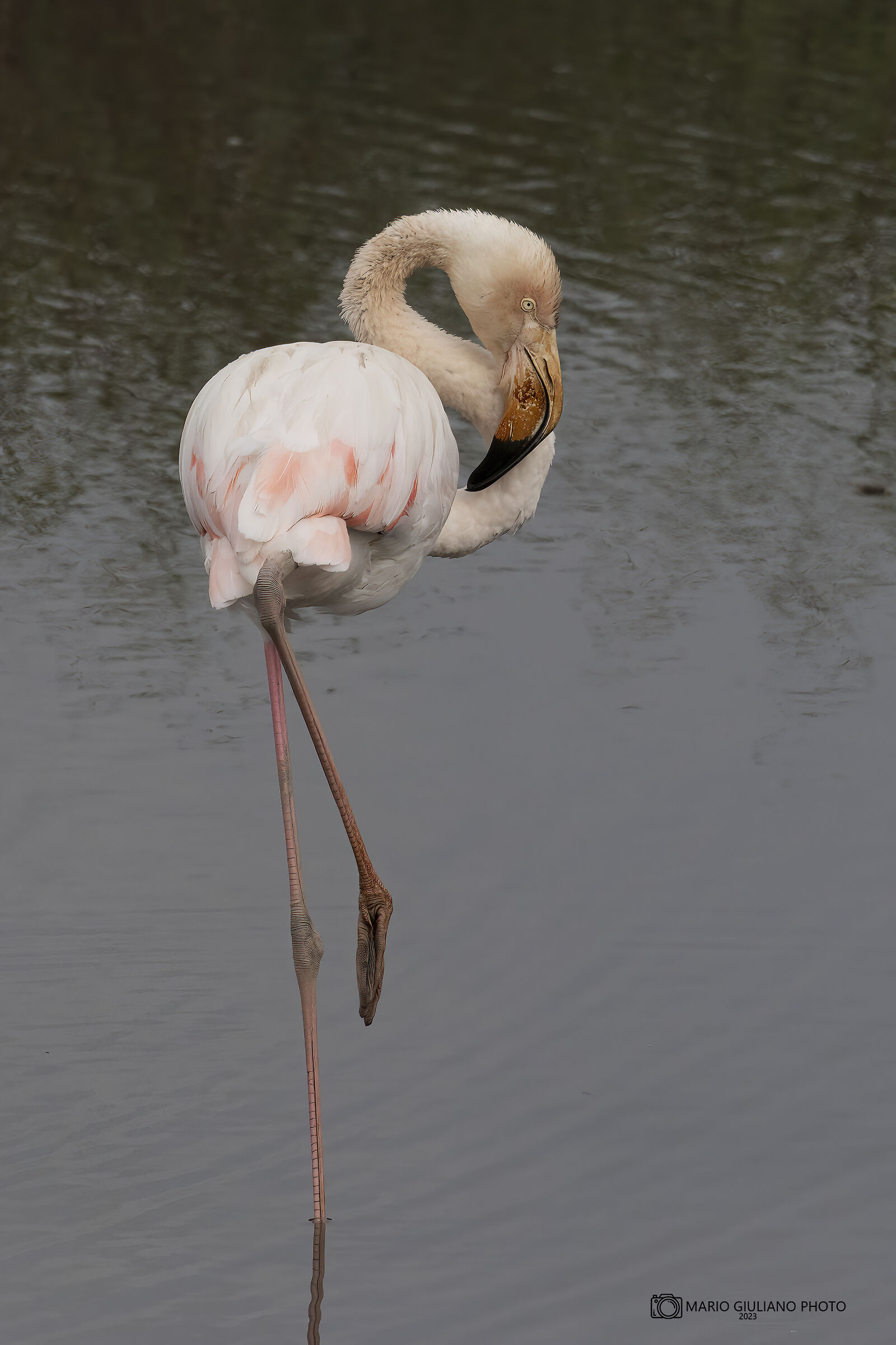Flamingo