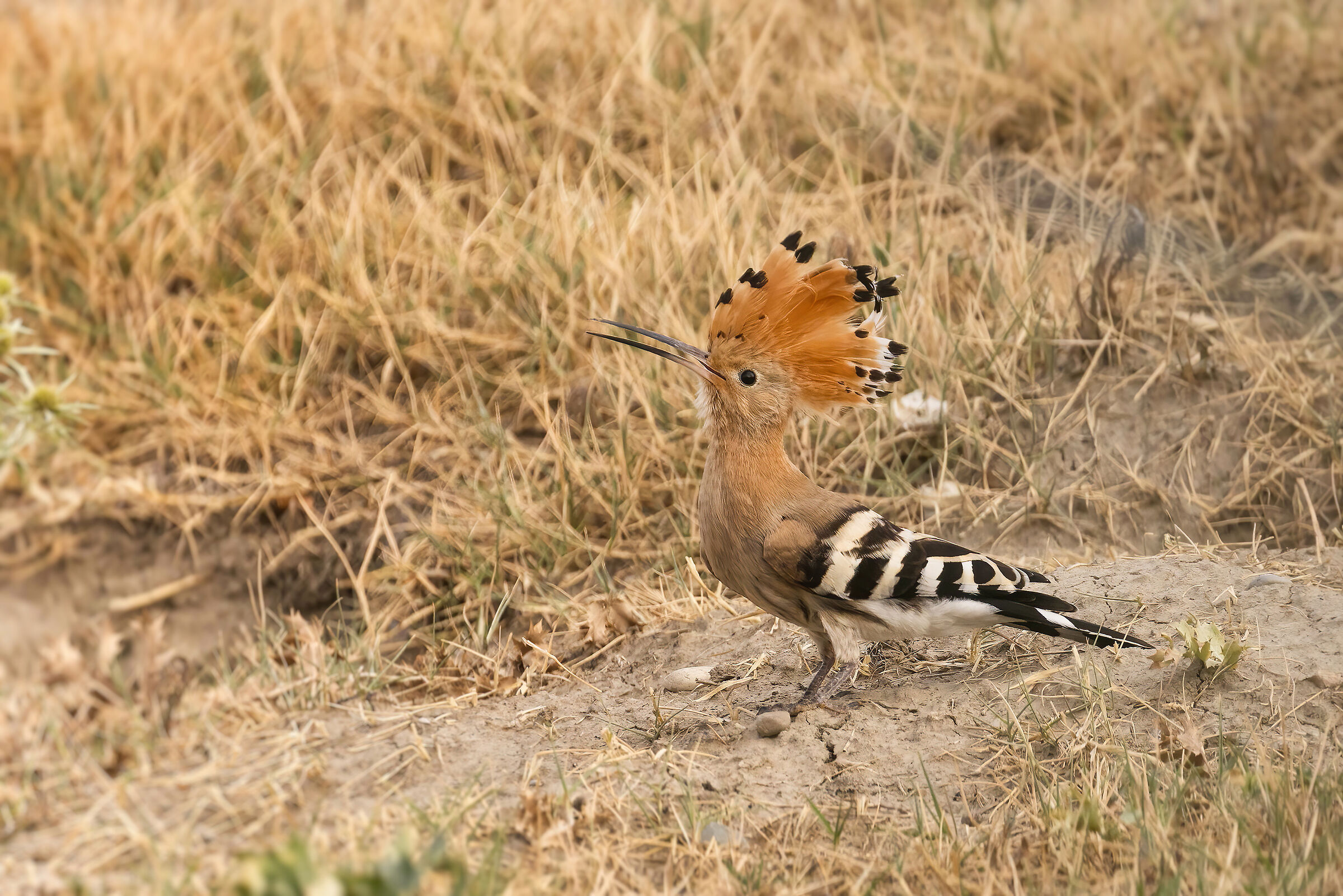 Upupa