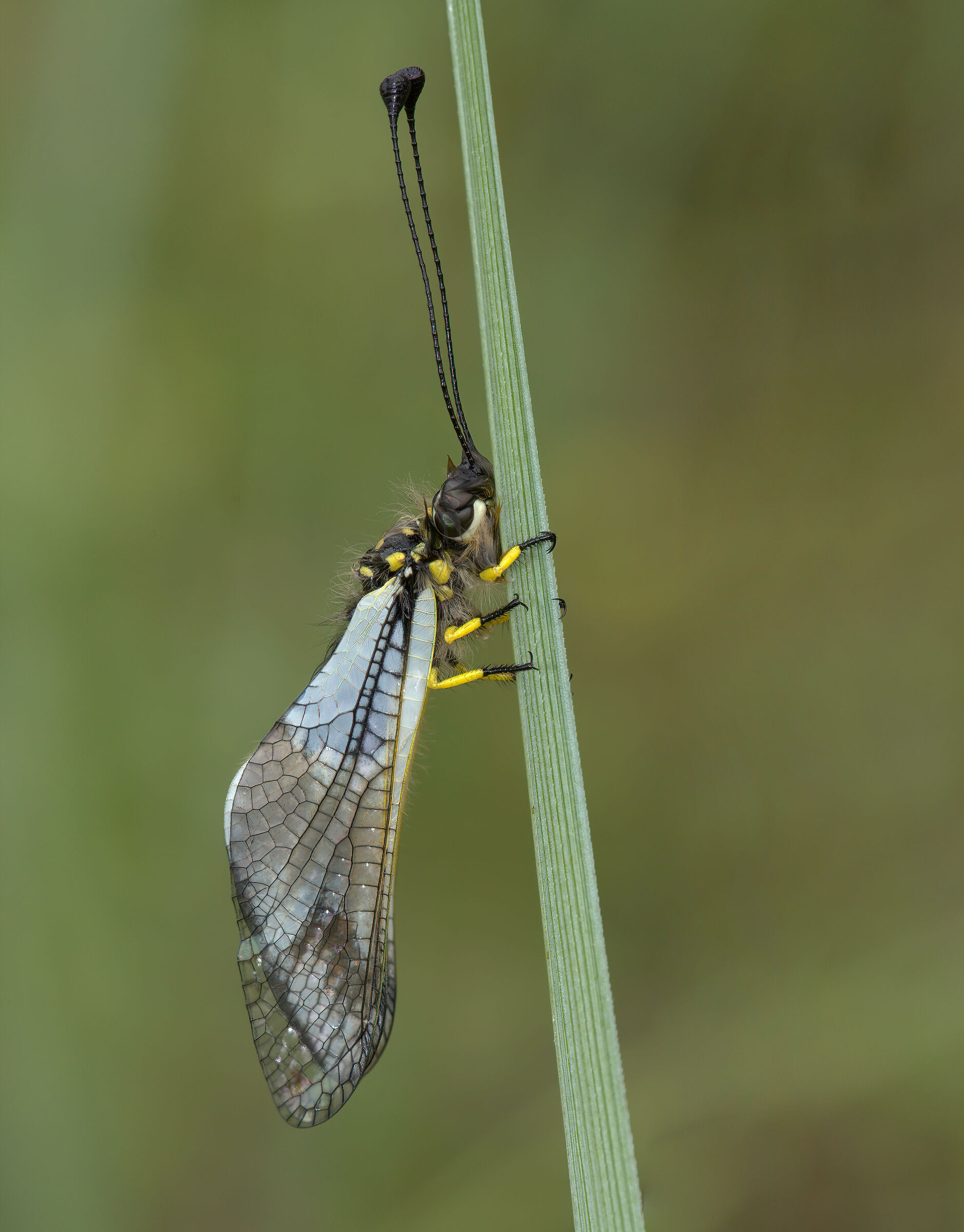 Libelloides coccajus