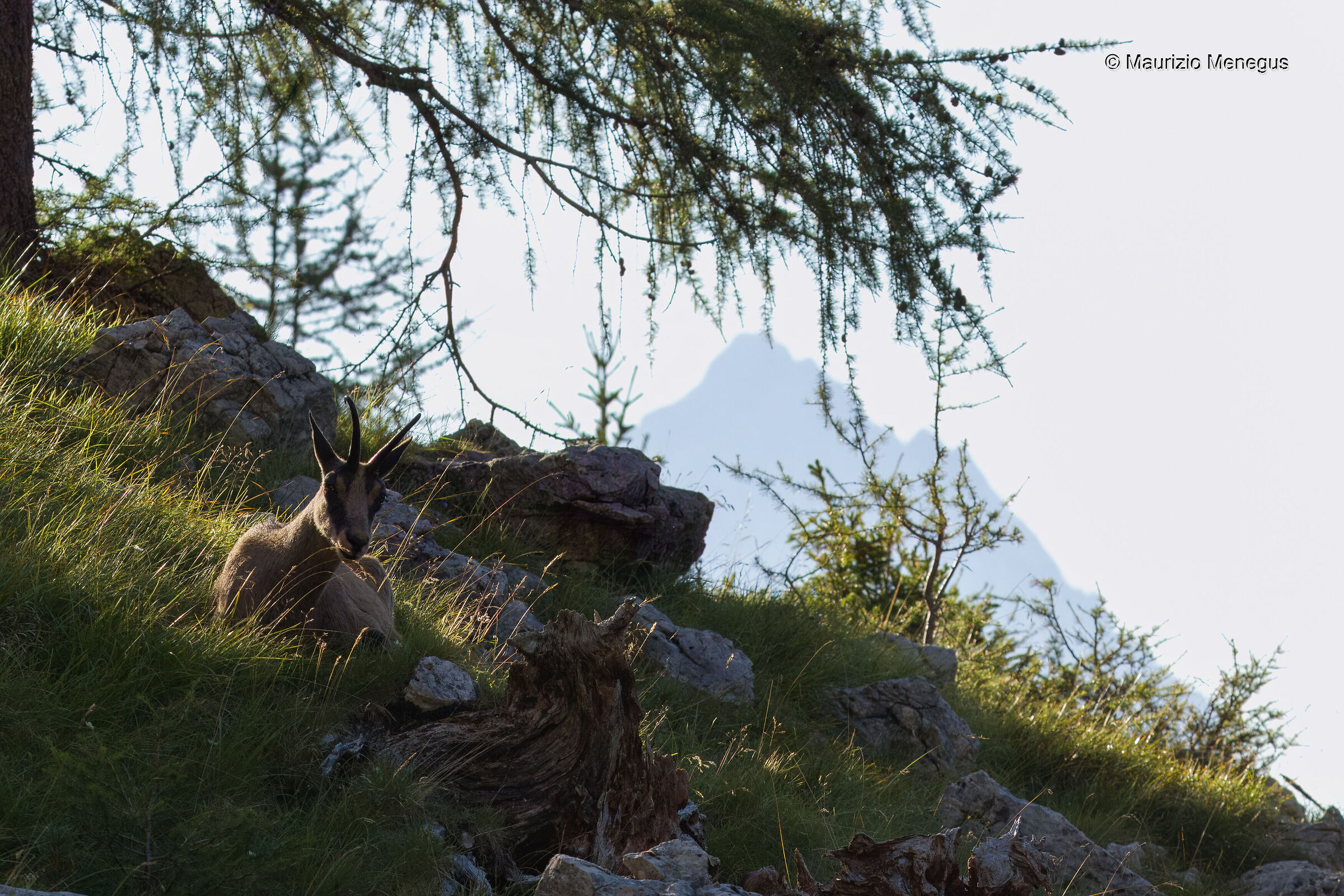 Camoscio a riposo, sullo sfondo l'Antelao