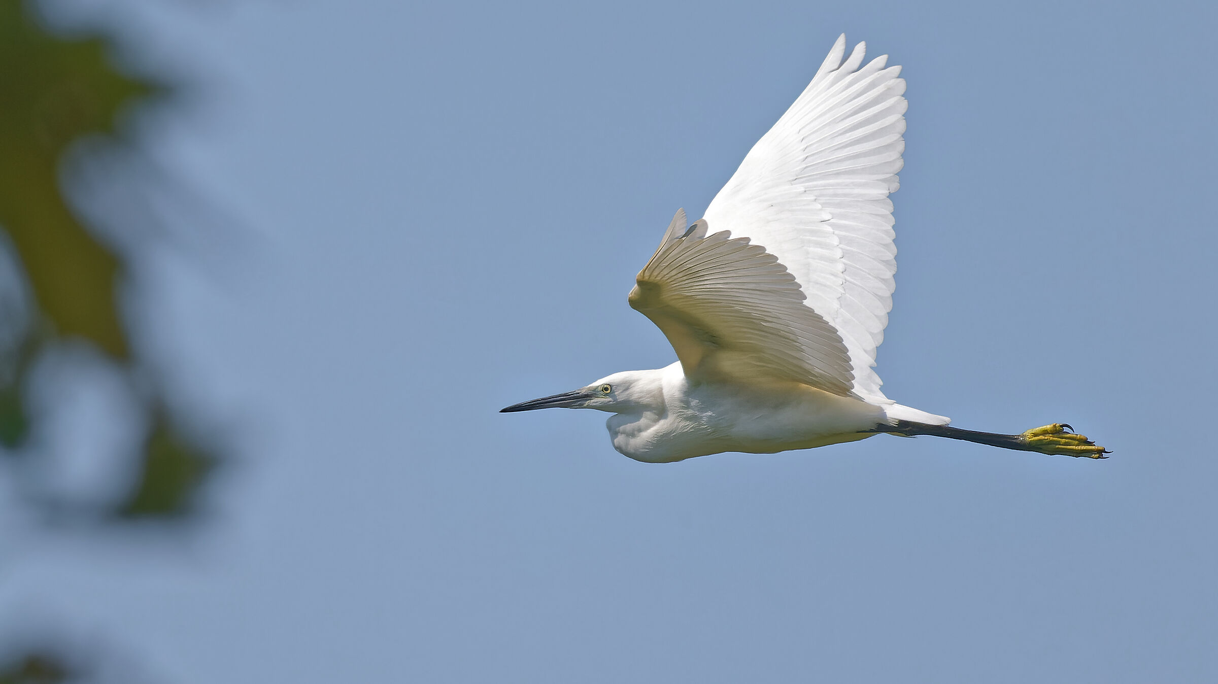 Egretta Egret
