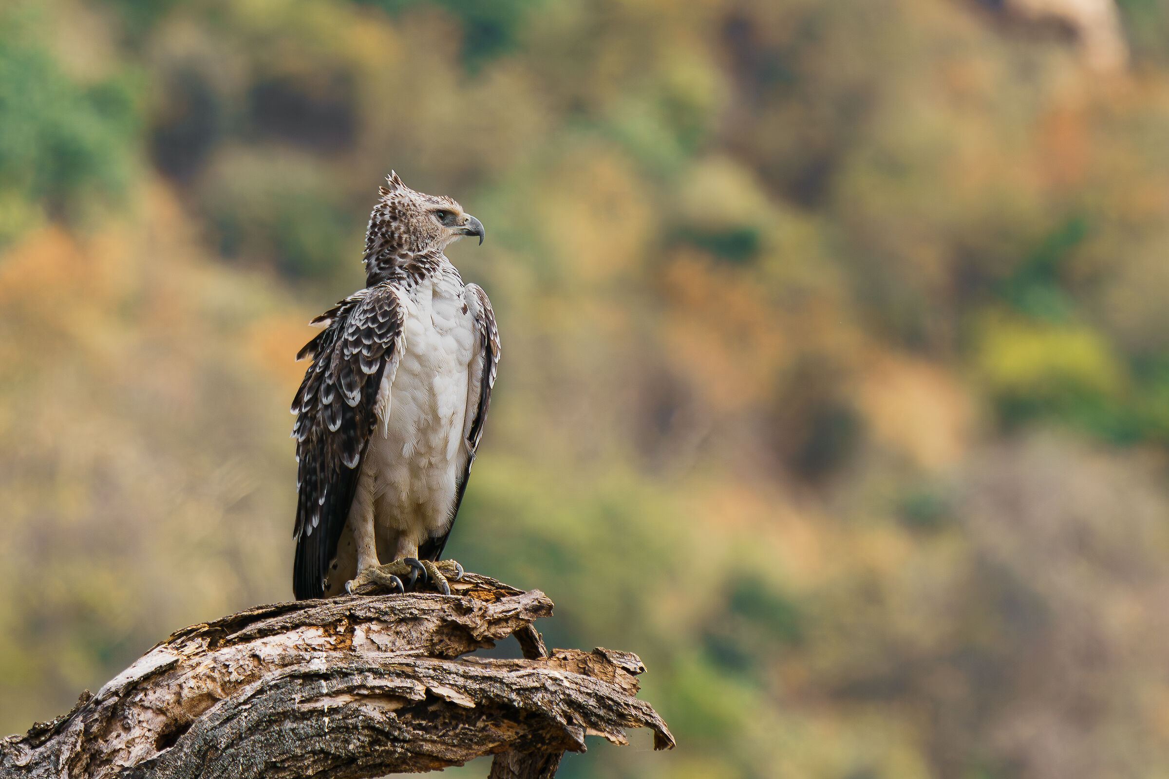 martial eagle