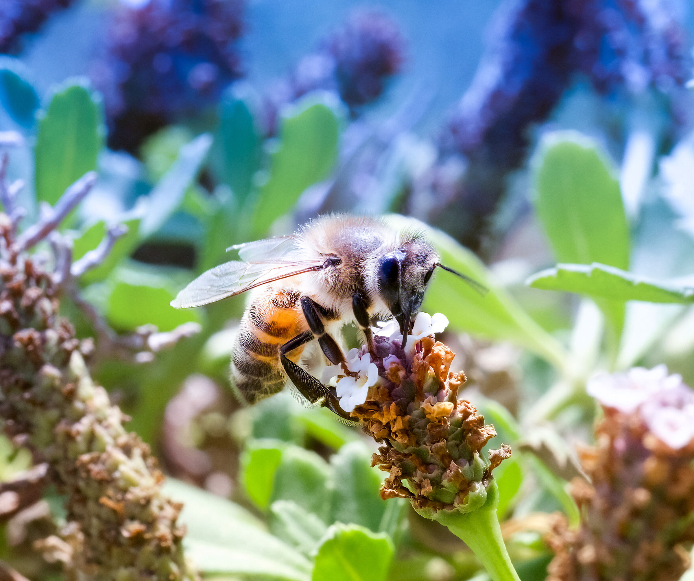 Pollination