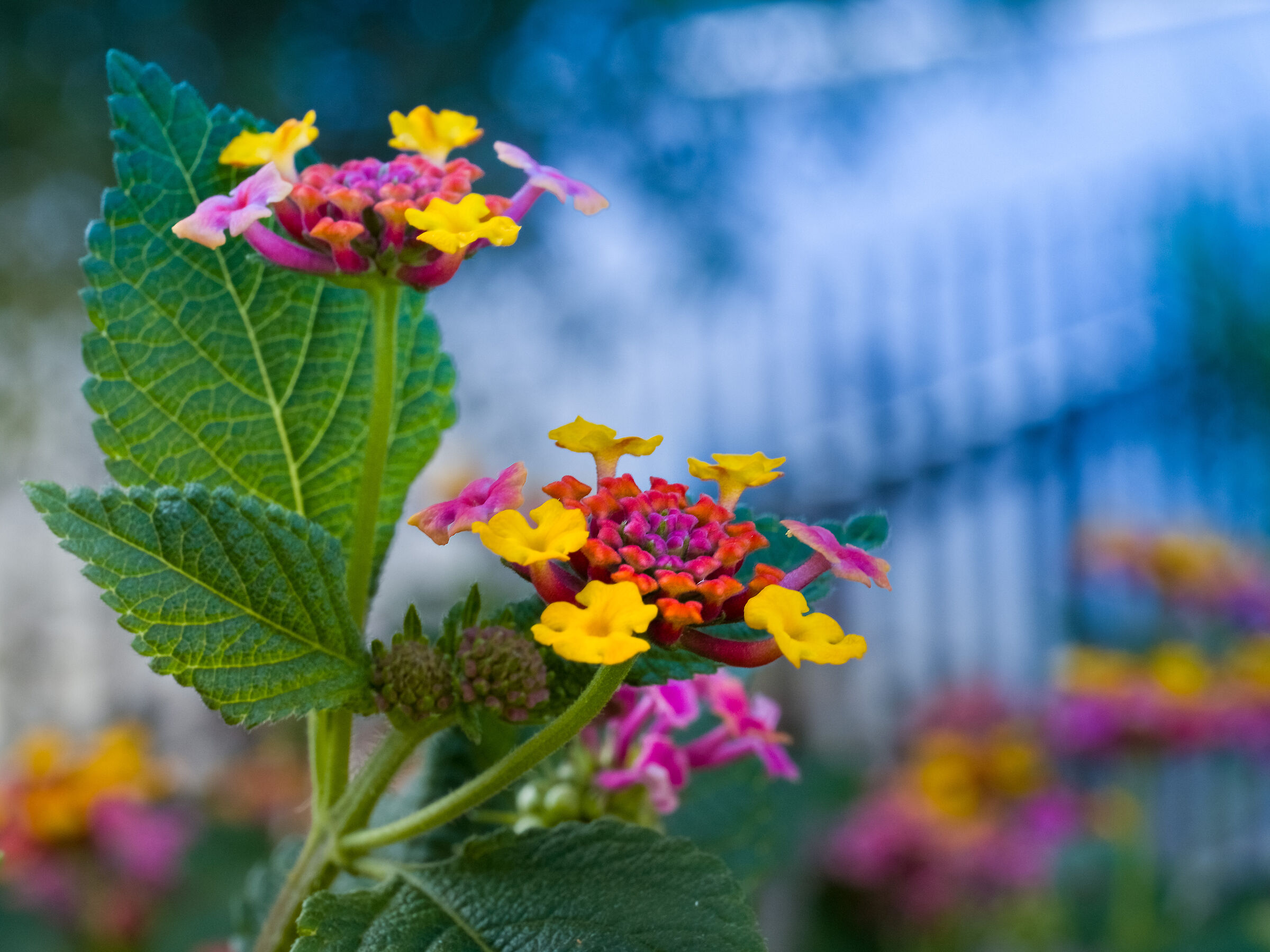 Fiori