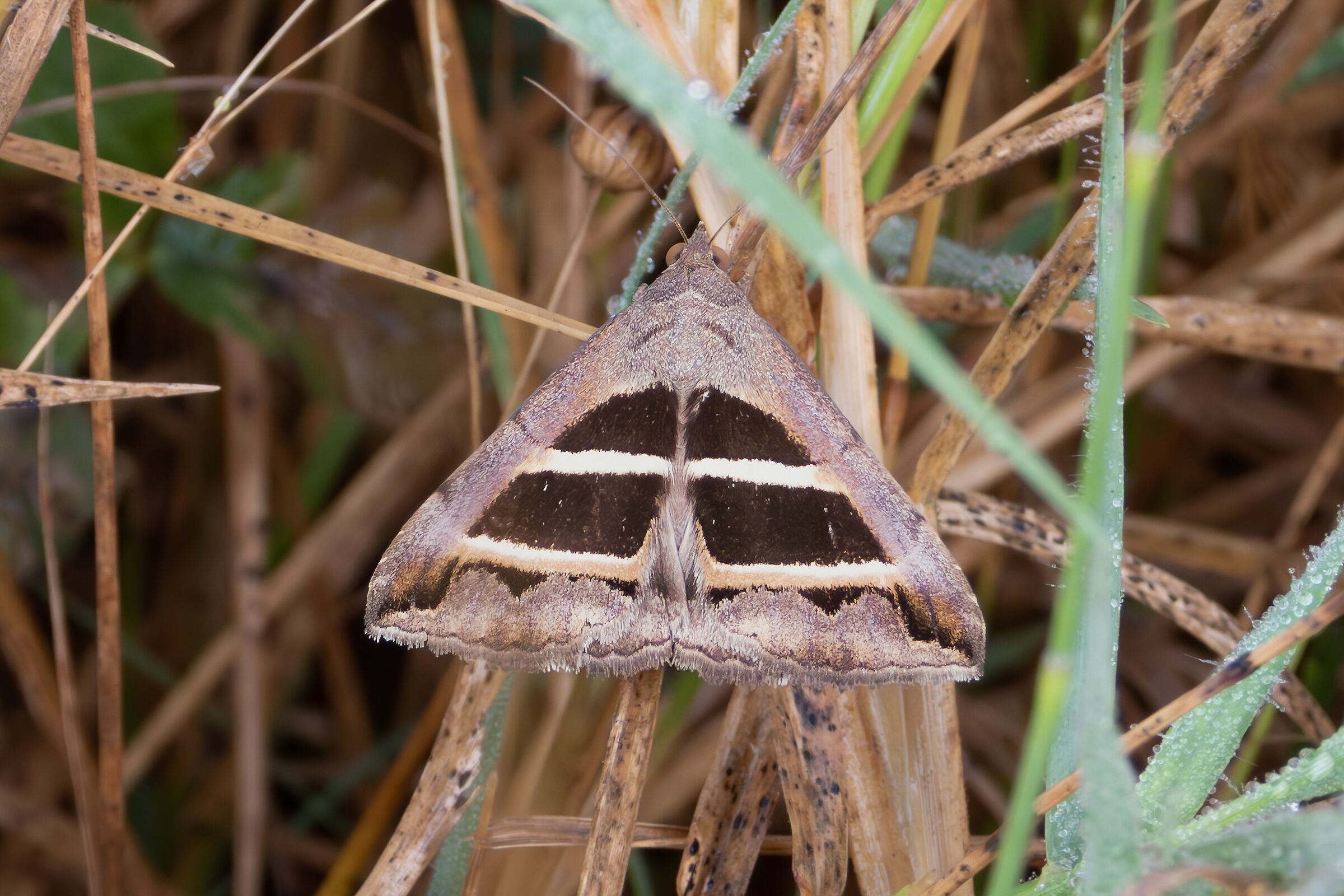 Grammodes bifasciata