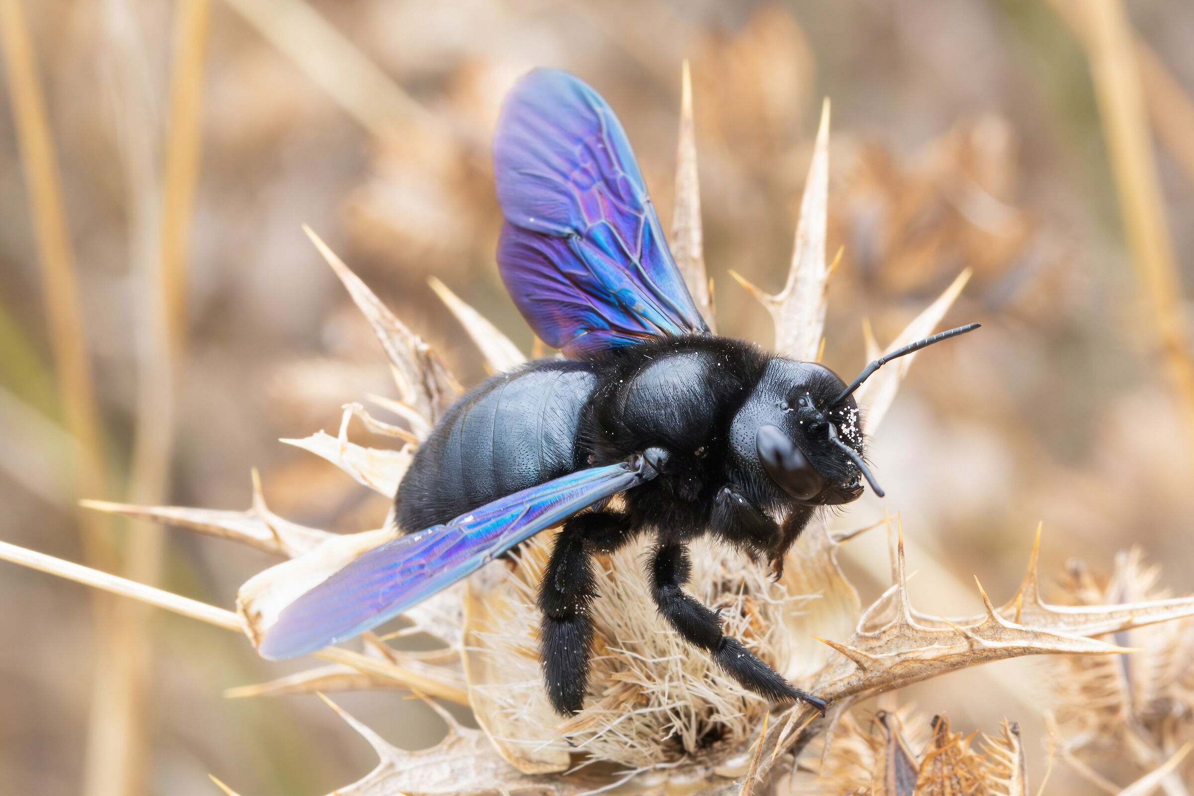 Xylocopa violacea