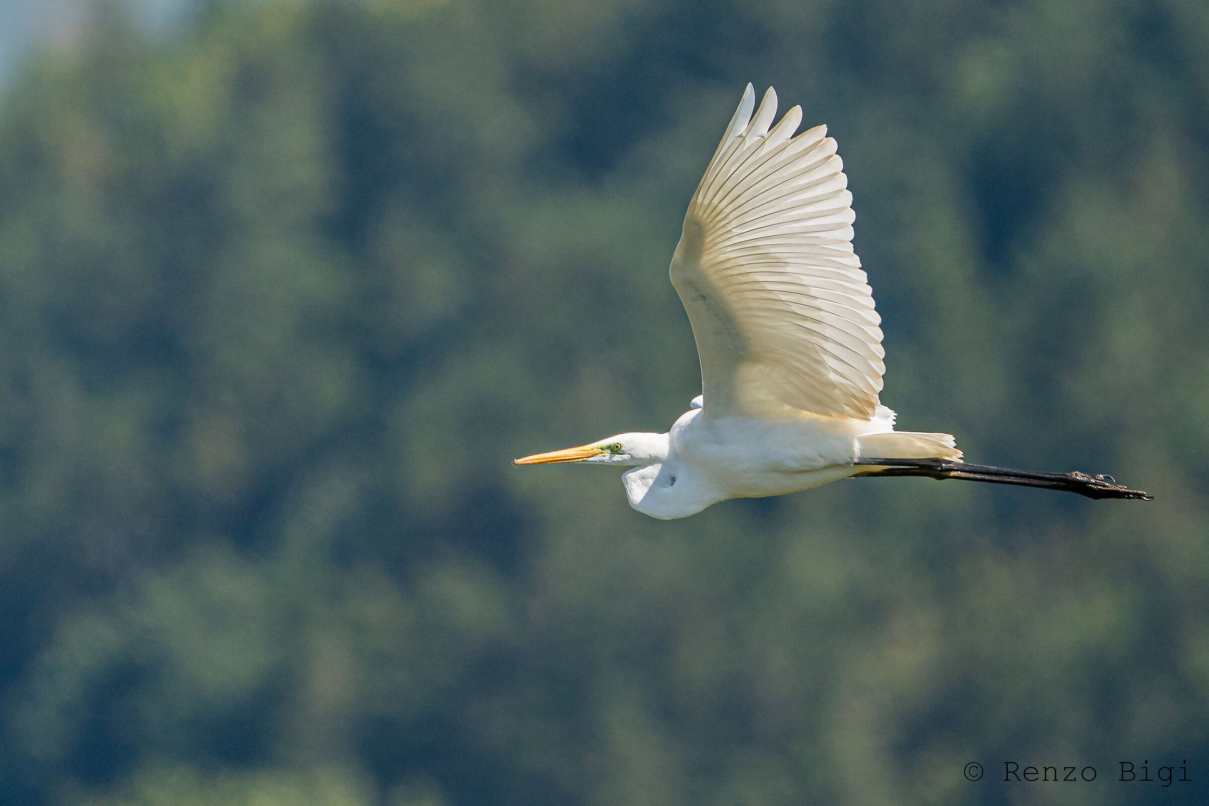 Airone bianco maggiore